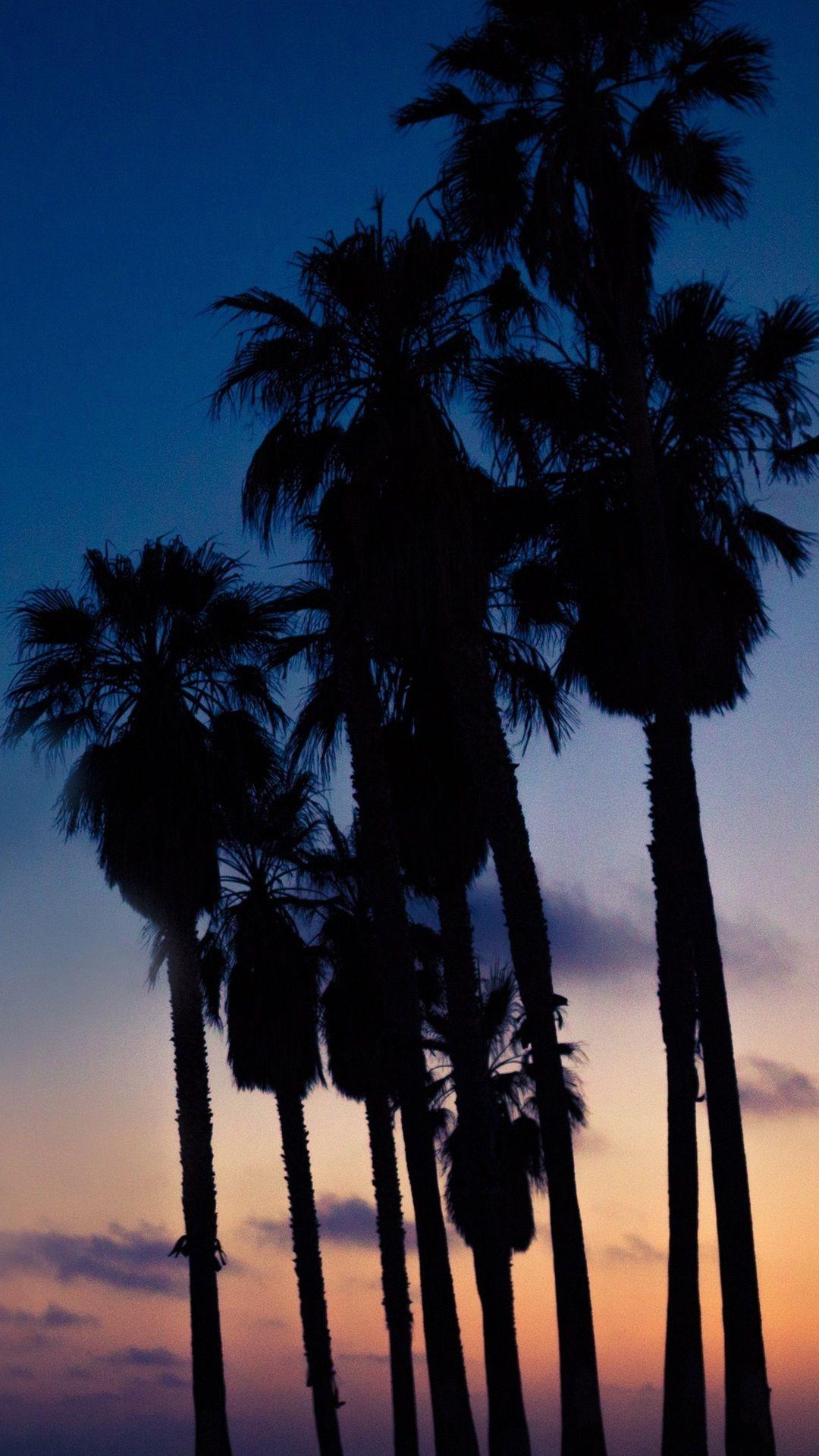 Palm Tree iPhone Wallpapers Top Free Palm Tree iPhone Backgrounds