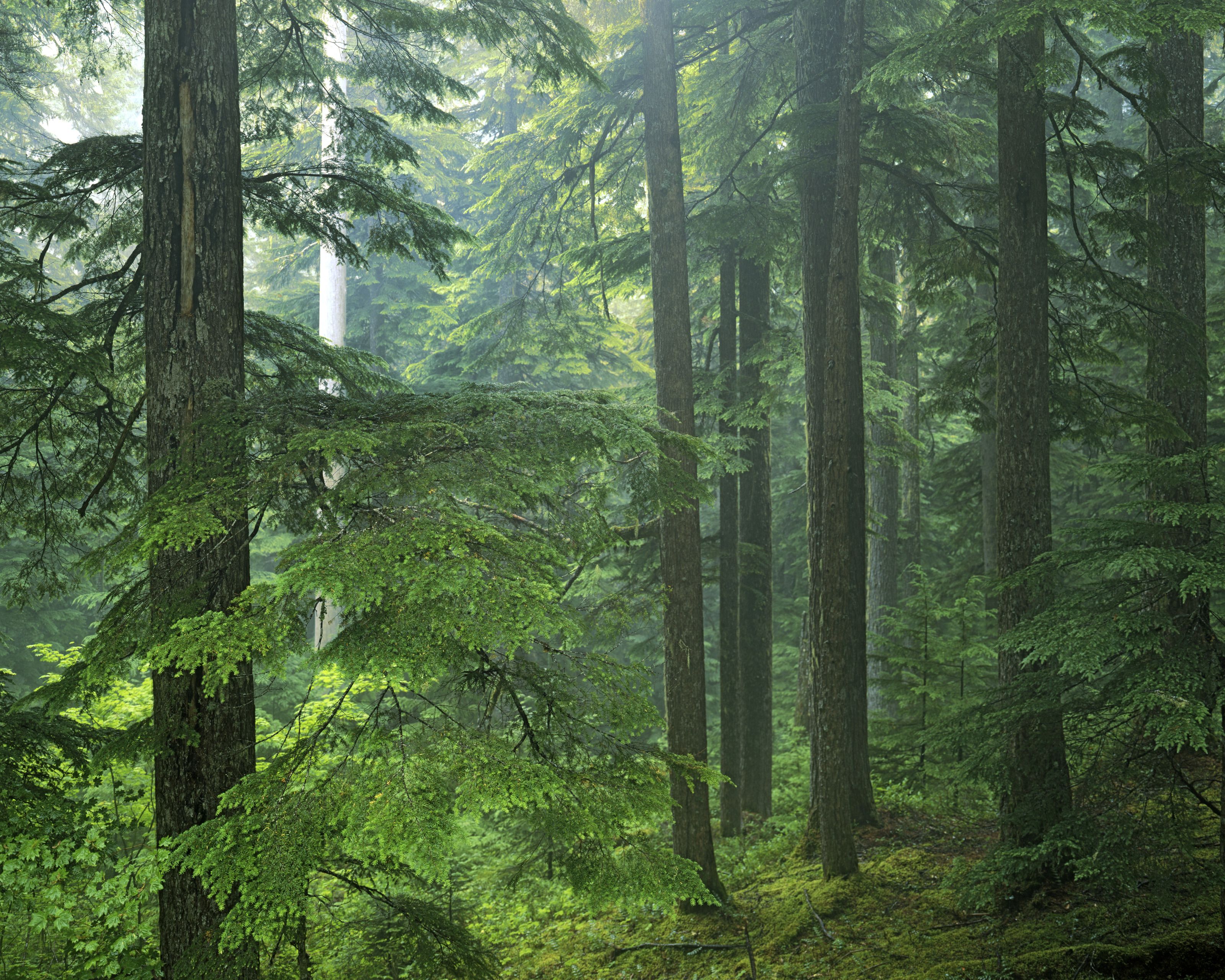 3200x2560 Mt. Rainer National Park Forest Wall Mural Your Way