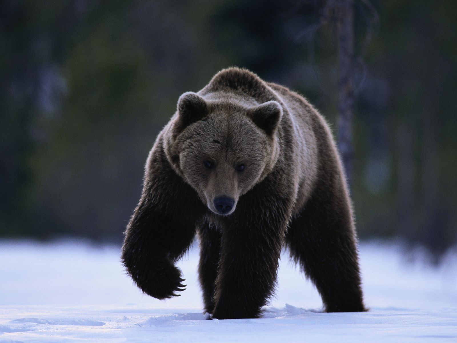 1600x1200 Animal Bear Wallpaper
