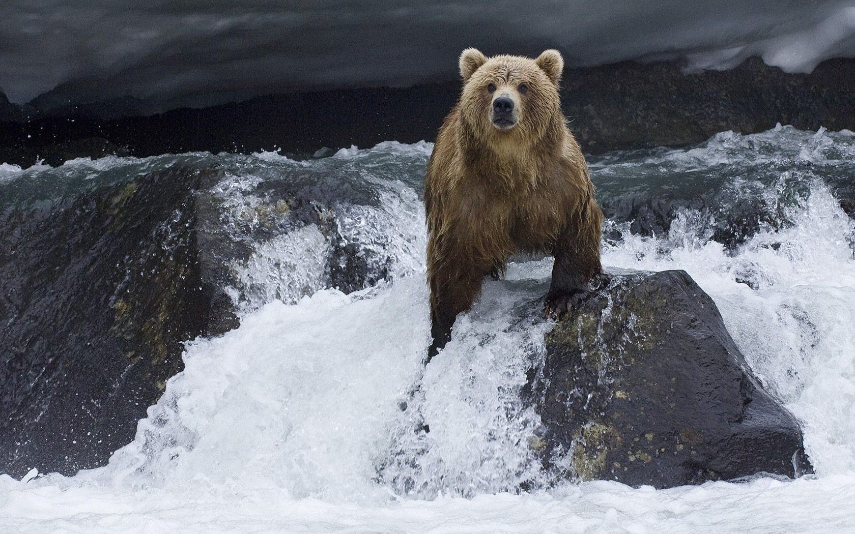 1680x1050 is the Russian brown bear salmon prey