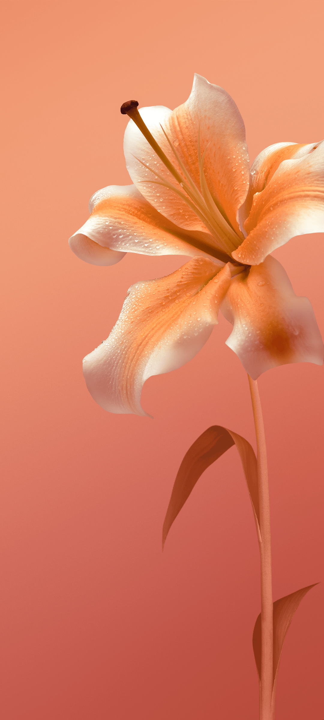 1080x2400 Hd flower wallpaper