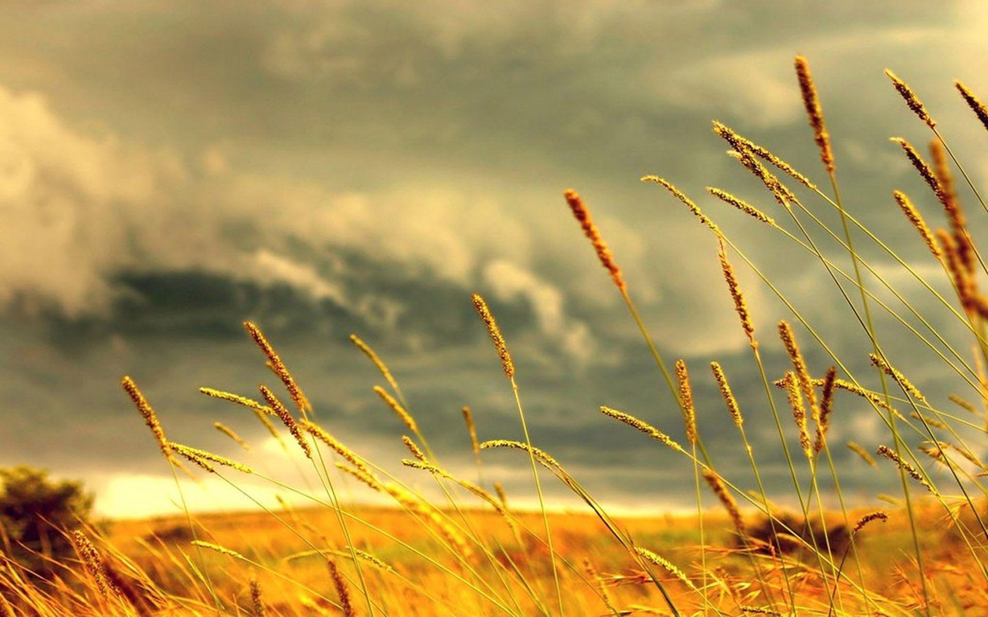 1920x1200 Stunning Summer Wallpaper