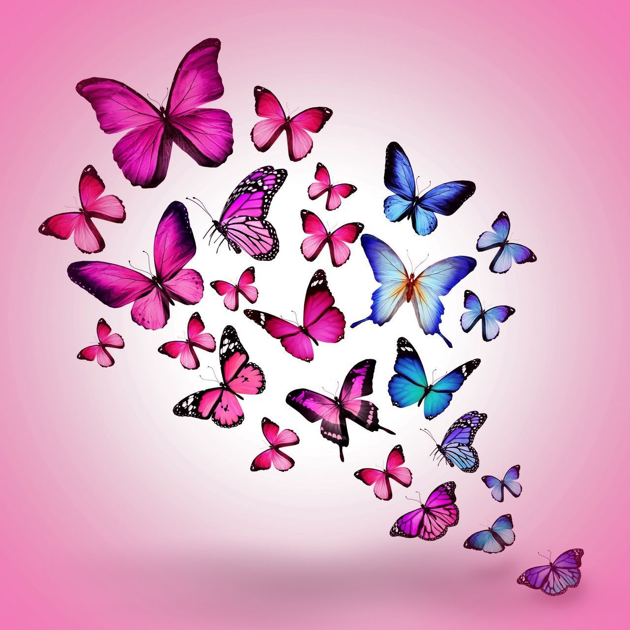 1280x1280 Butterfly Drawing Wallpaper