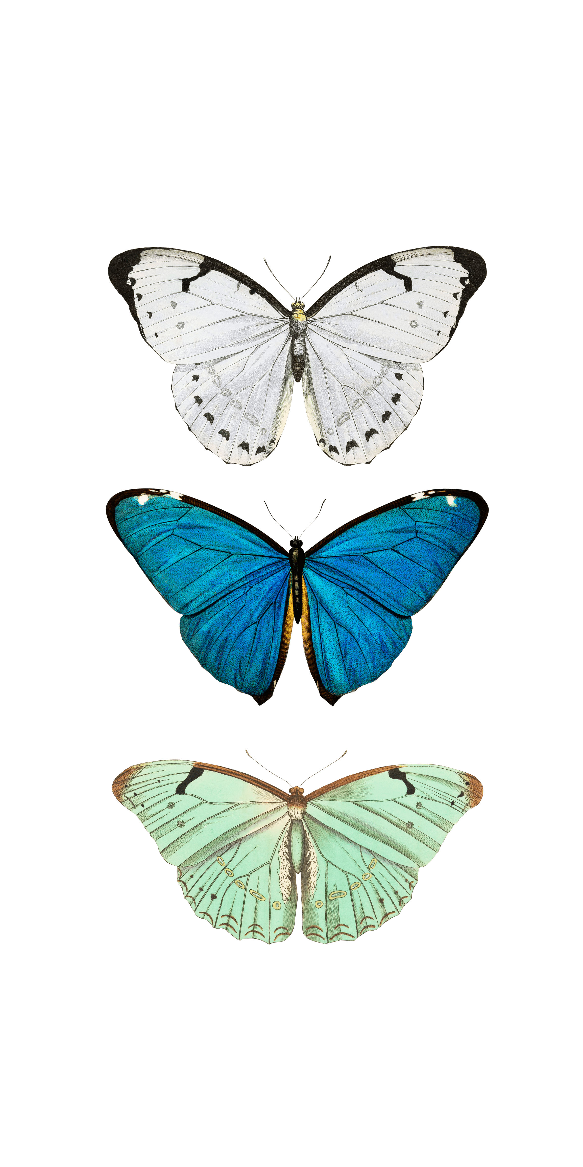 2308x4616 Butterfly #Pattern. #Casetify #iPhone