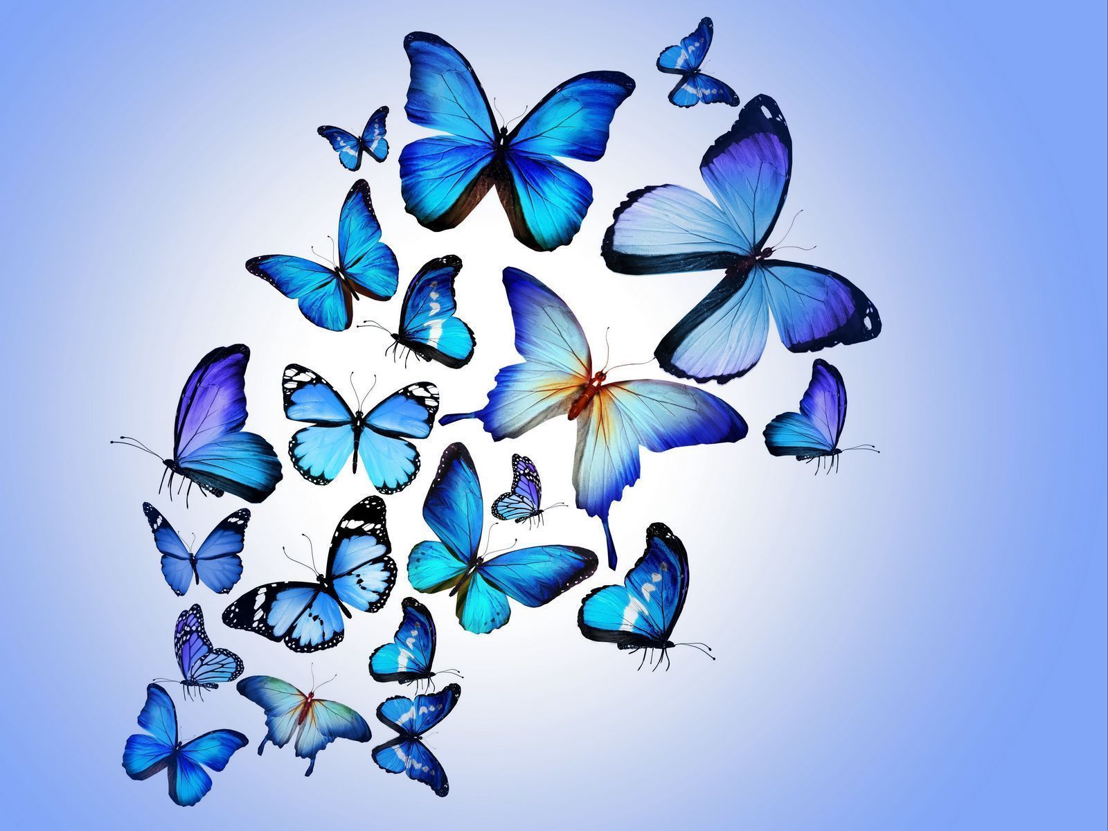 1600x1200 wallpaper 1600x1200 butterfly, colorful