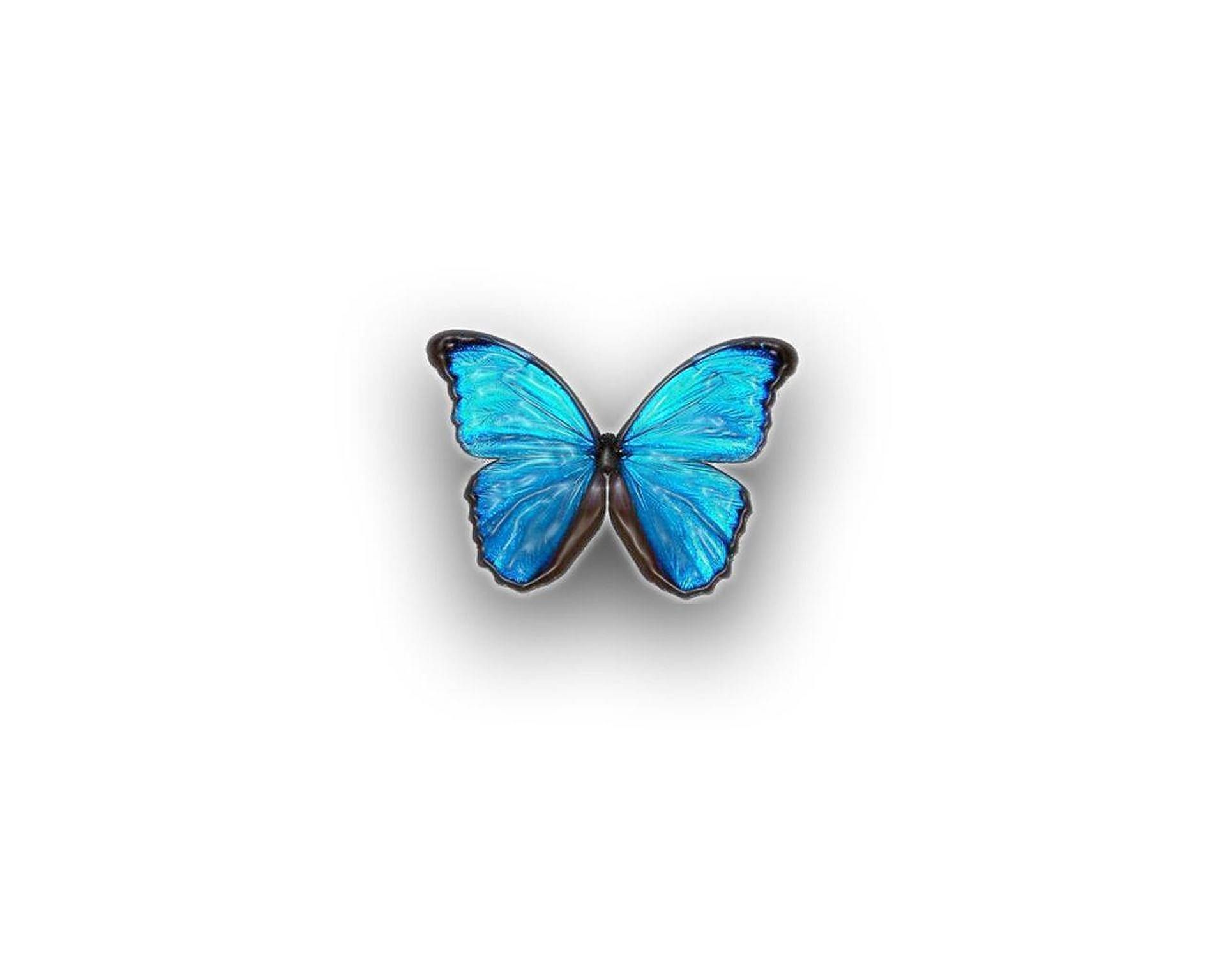 1920x1536 Download Blue Butterfly Aesthetic