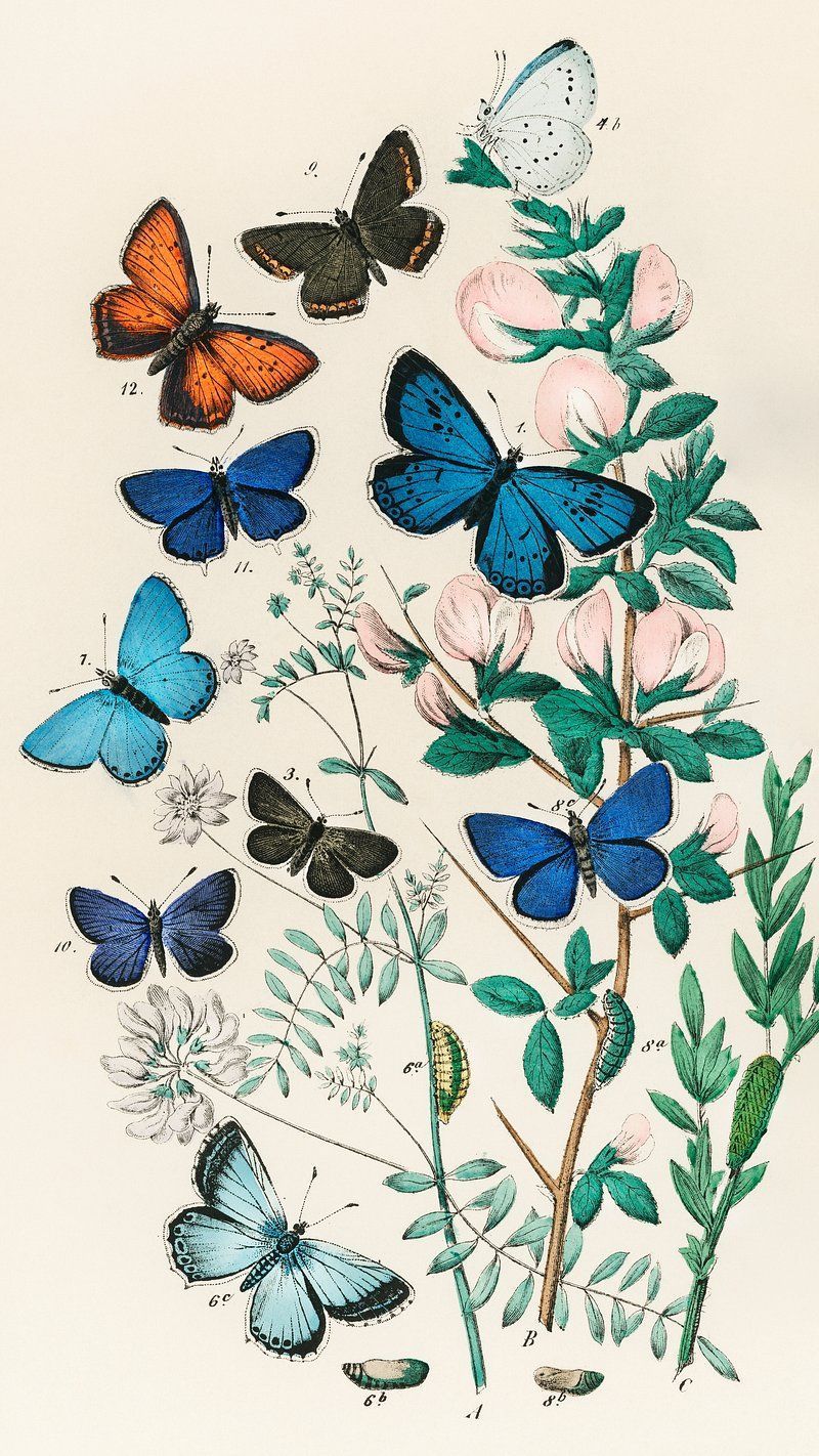 800x1422 Butterfly iPhone Wallpaper Image