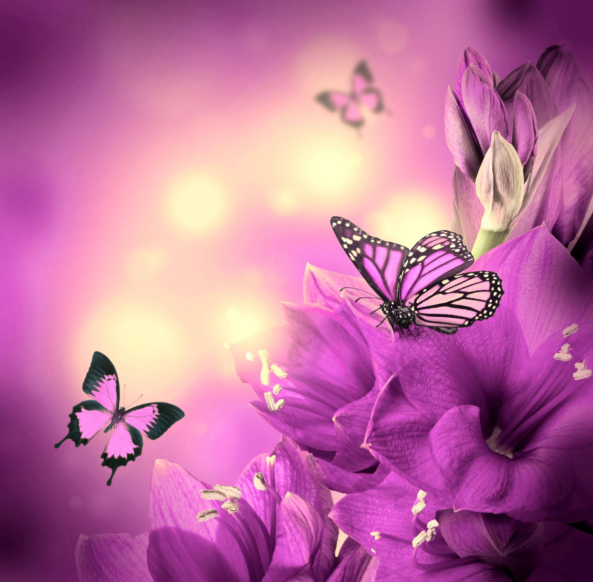 1920x1886 Purple Butterfly Wallpaper