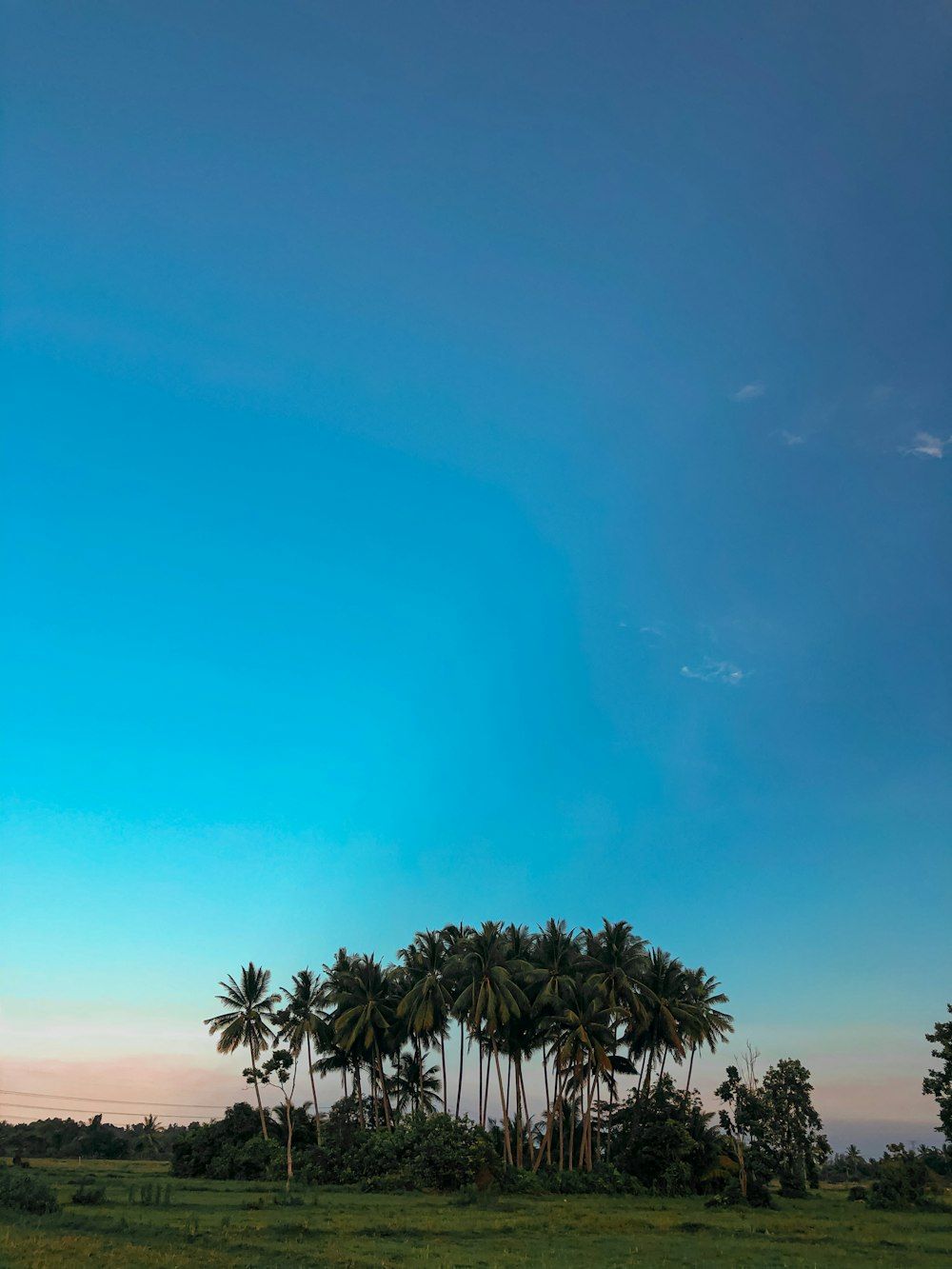 1000x1333 Green palm tree under blue sky during