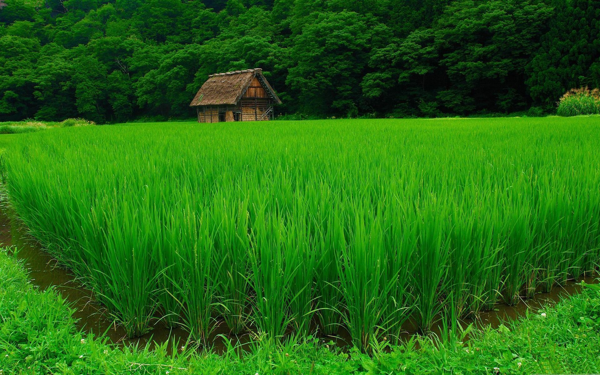 1920x1200 Shirakawa Japan Landscape Wallpaper