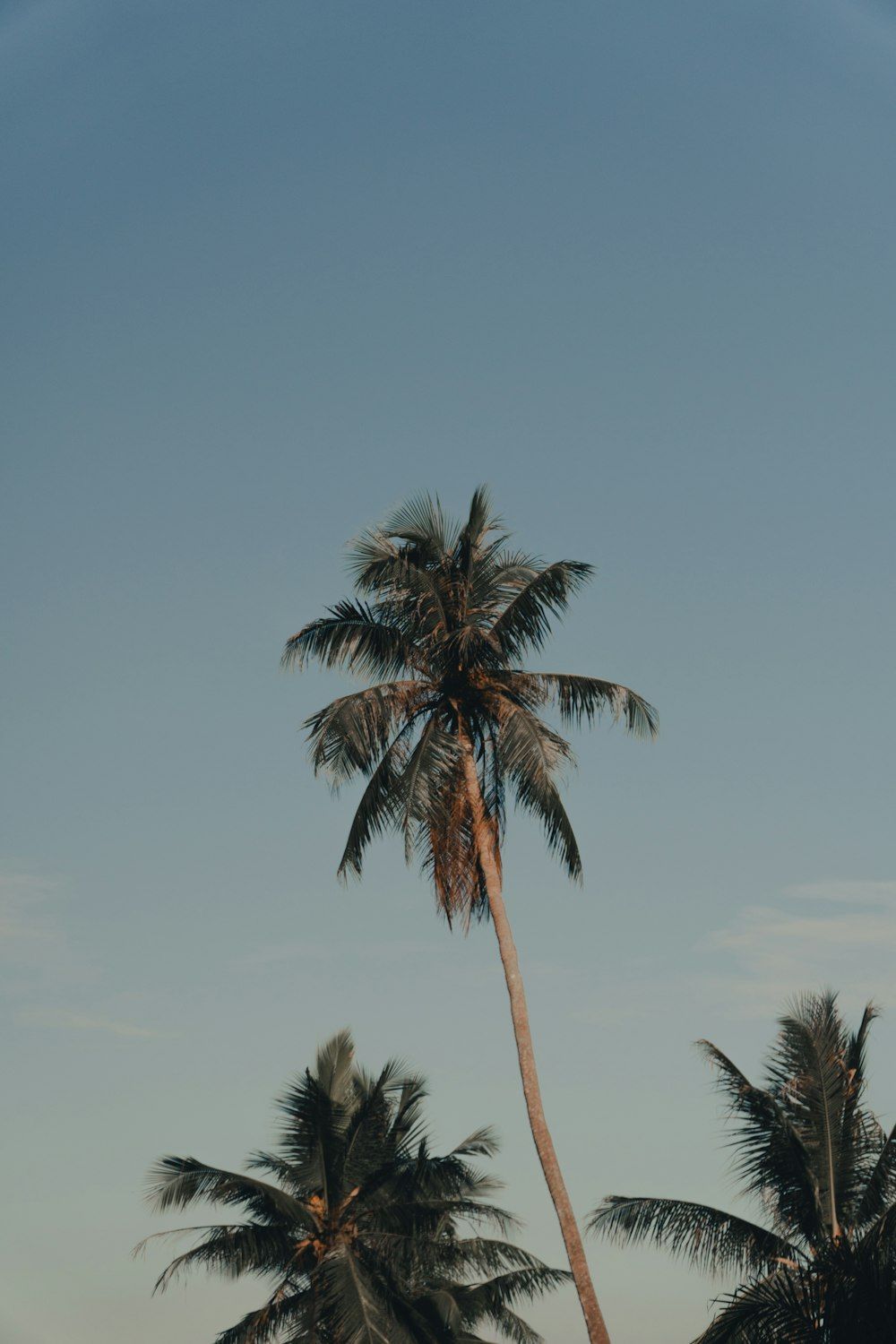 1000x1500 Palm tree under blue sky during daytime