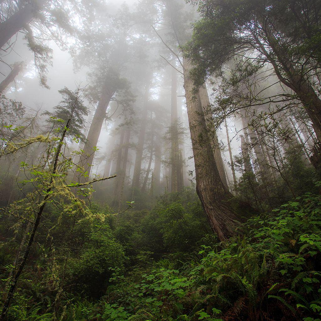 1024x1024 InterfaceLIFT Wallpaper: Damnation Creek Trail