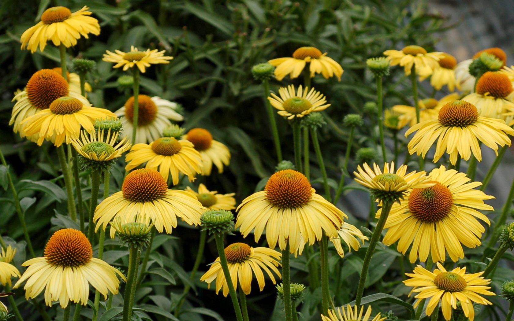1680x1050 Yellow Coneflower Echinacea Sombrero Lemon Yellow Blossoming