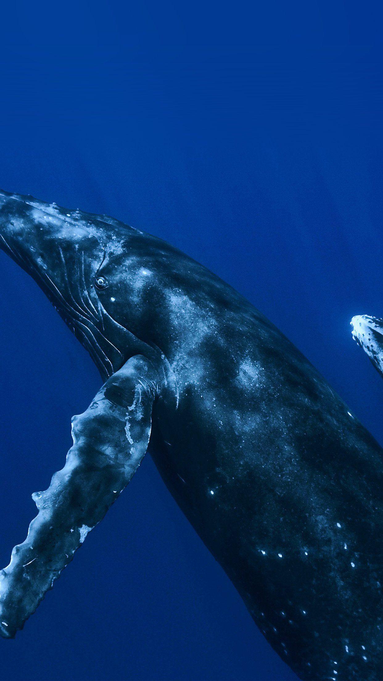 1242x2208 iPhone7 wallpaper. whale blue art nature pattern