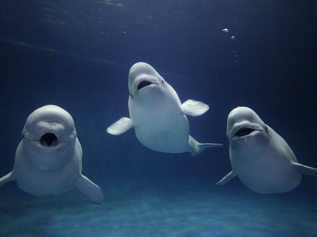1024x768 Beluga Whale Wallpaper