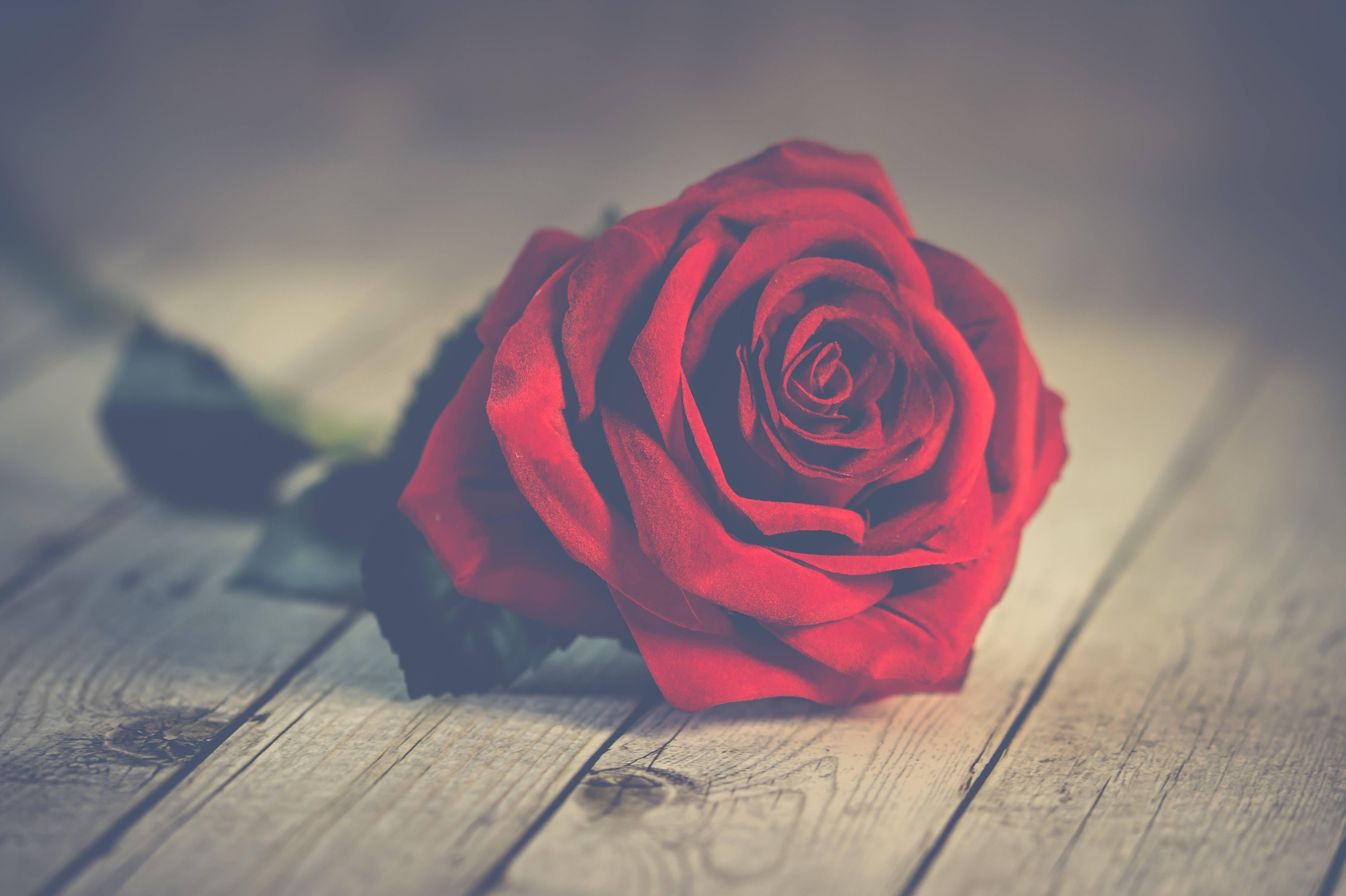 5056x3366 nature, #romantic, #background, #roses, #love, #wallpaper