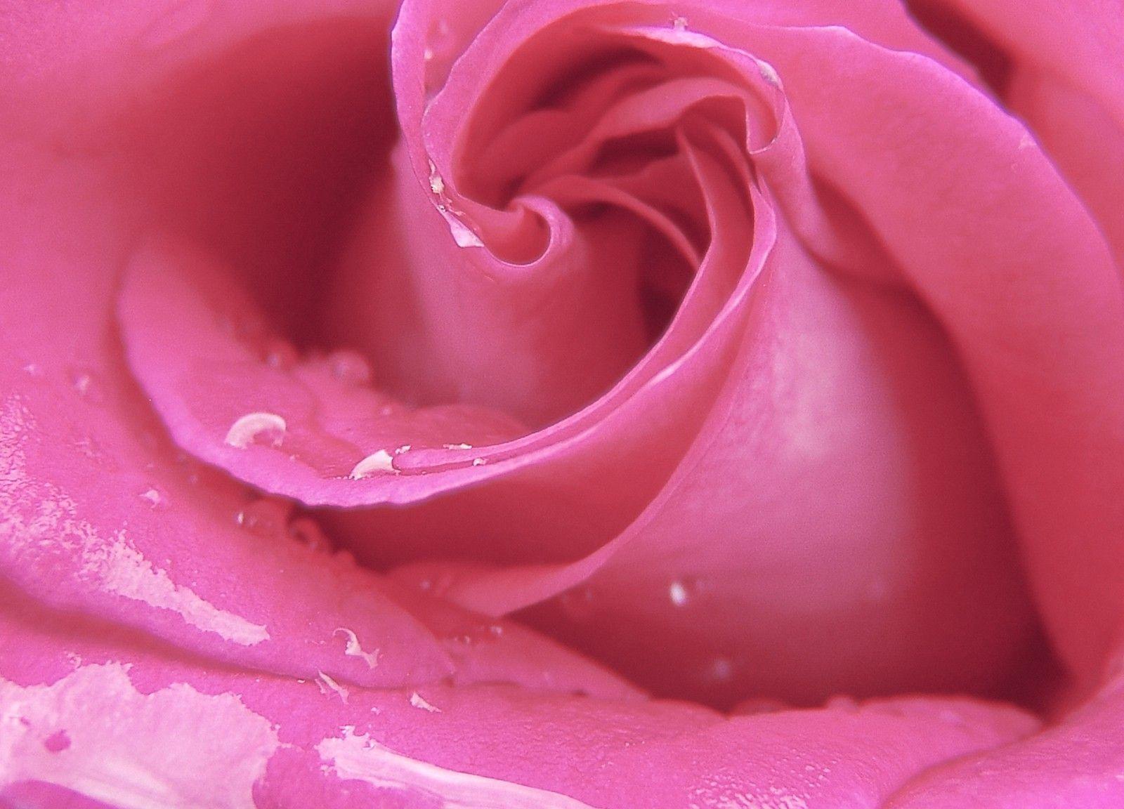 1600x1152 Love, Romantic, Petals, Plant, Wallpaper For Couples, Love