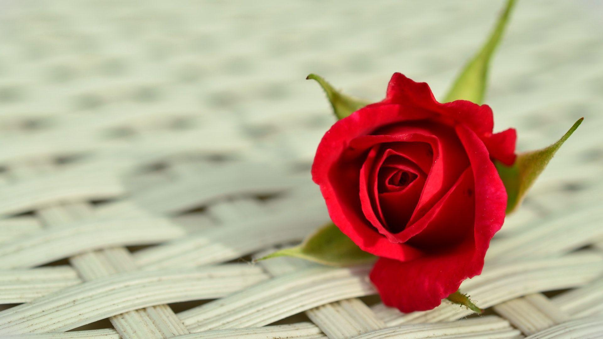 1920x1080 Red Rose Romantic Wallpaper