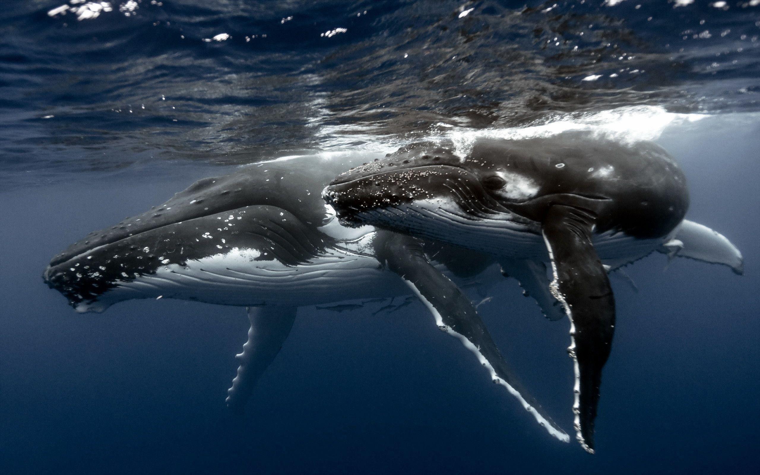 2560x1600 Blue Whale Wallpaper