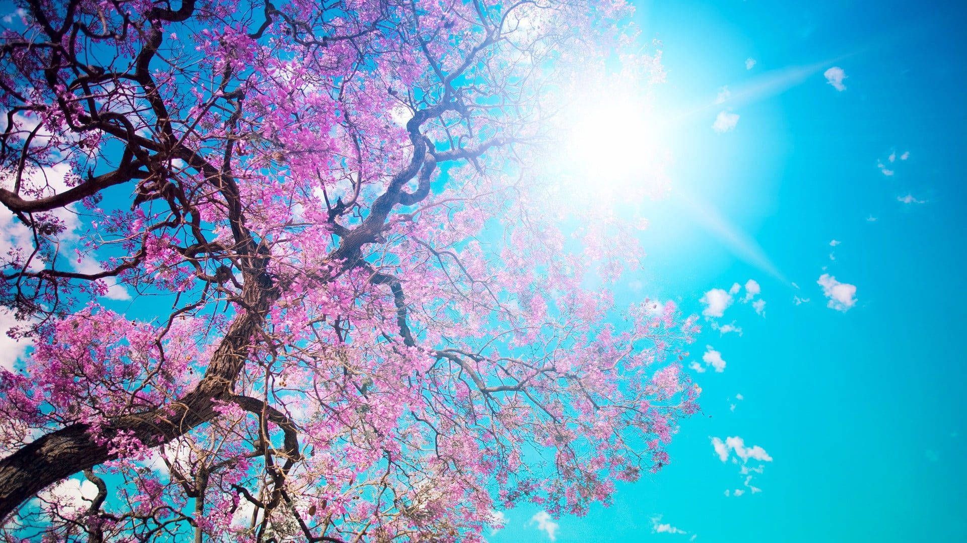 1920x1080 Cherry Blossom Wallpaper