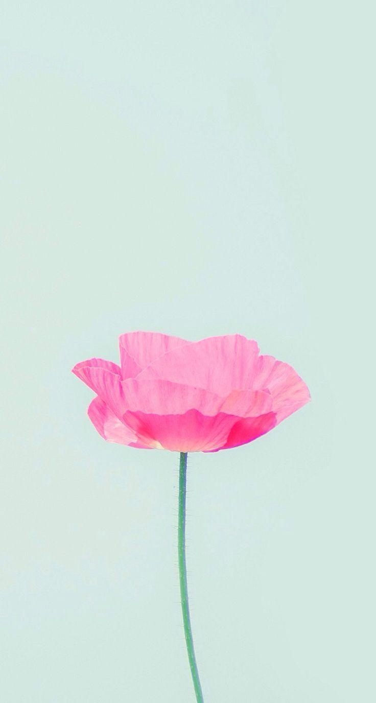 736x1376 Cute iPhone Wallpaper 1526 Background Awesome 736x1376