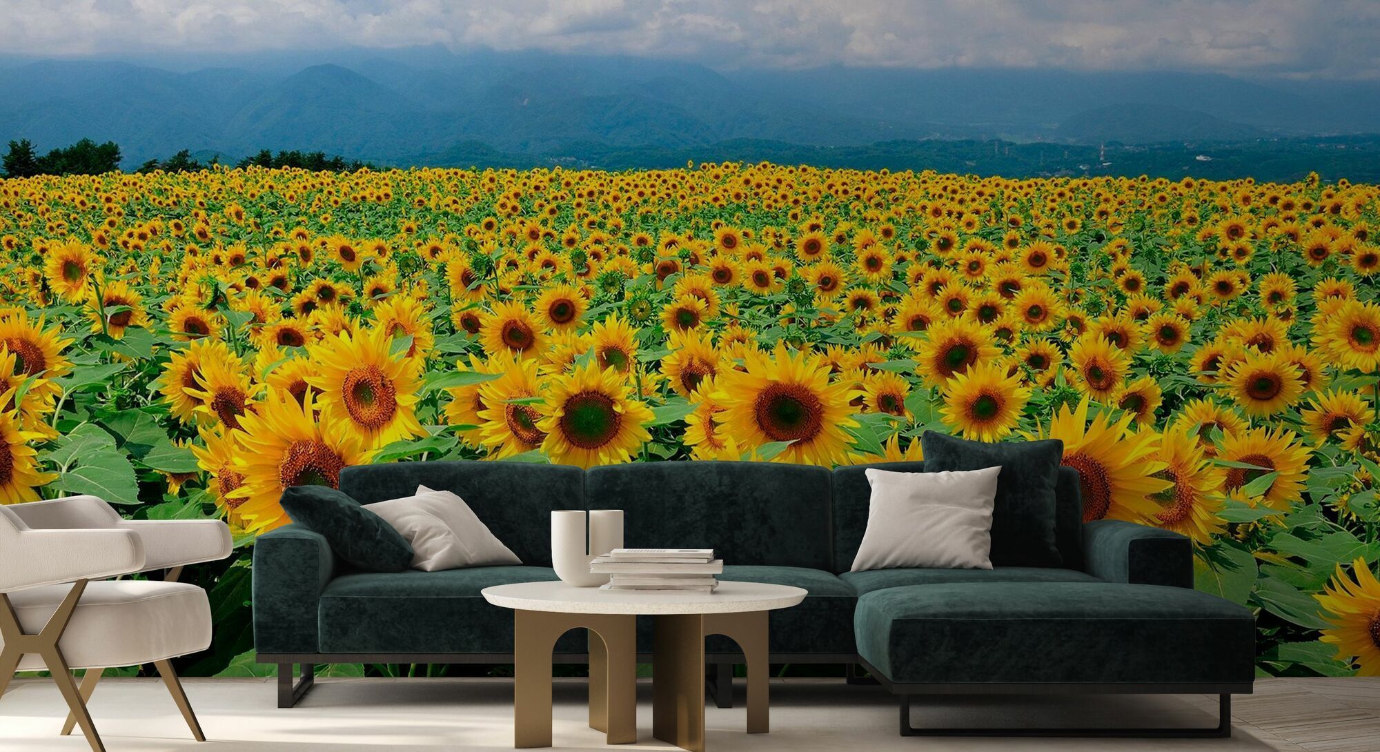 2000x1090 Sunflowers in Sunny Weather