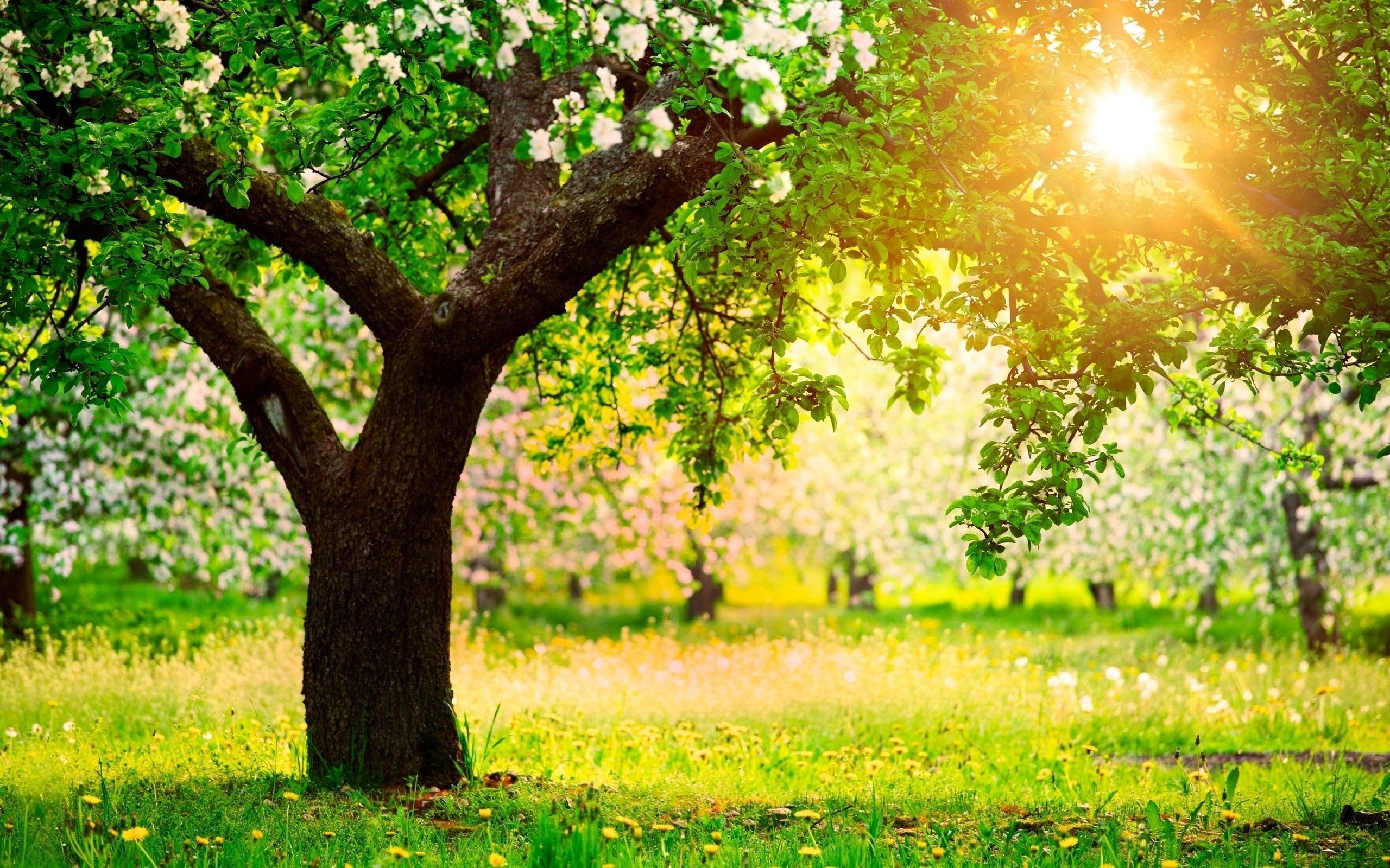2560x1600 Download sunny day wallpaper Bhmpics