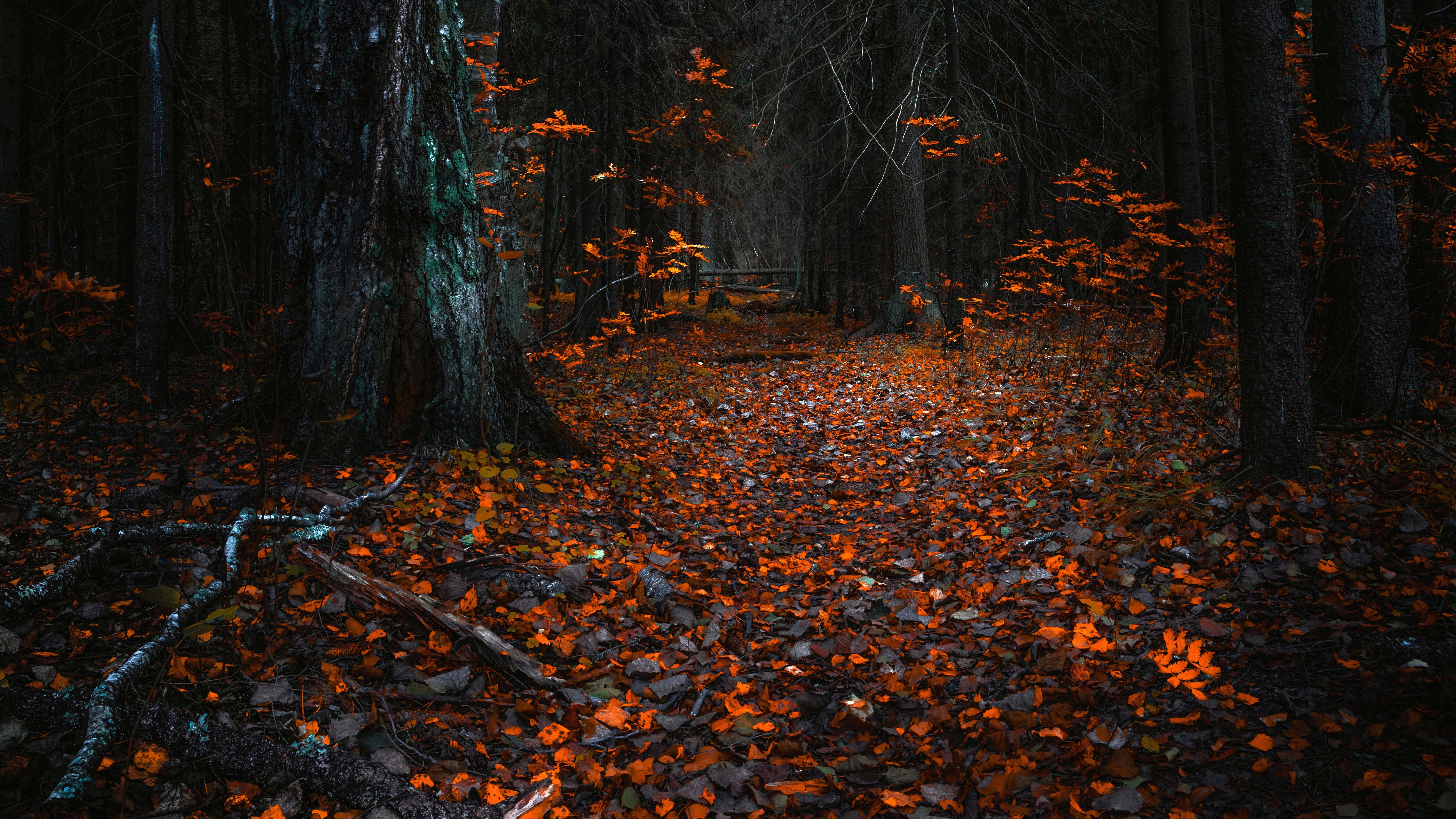 7680x4320 Lá mùa thu trong rừng tối Hình nền UHD 8K