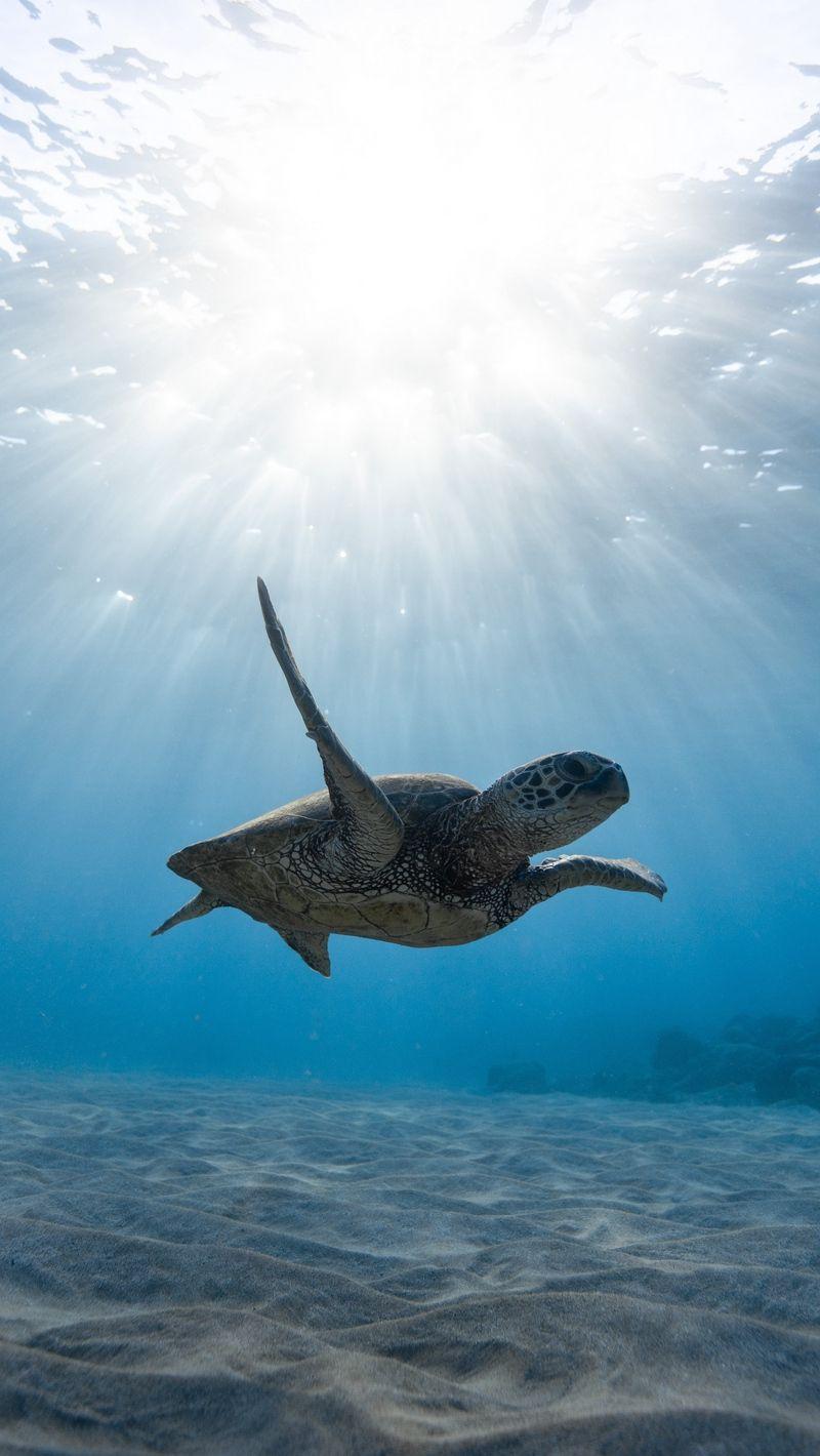 800x1420 Download wallpaper 800x1420 skull, sea turtle, underwater world
