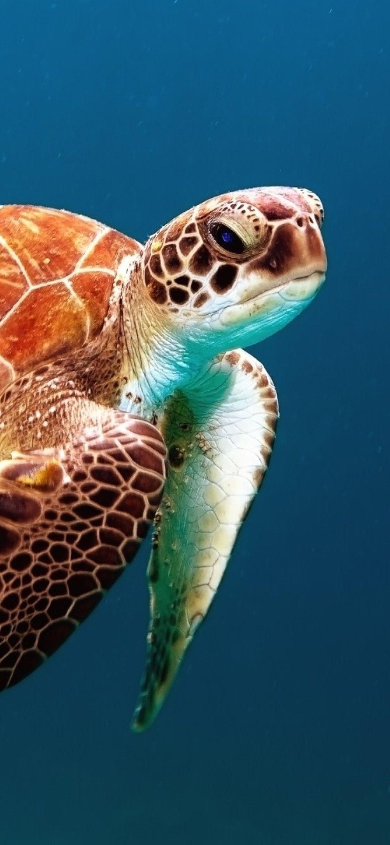 Turtle iPhone Wallpapers - Top Free Turtle iPhone Backgrounds