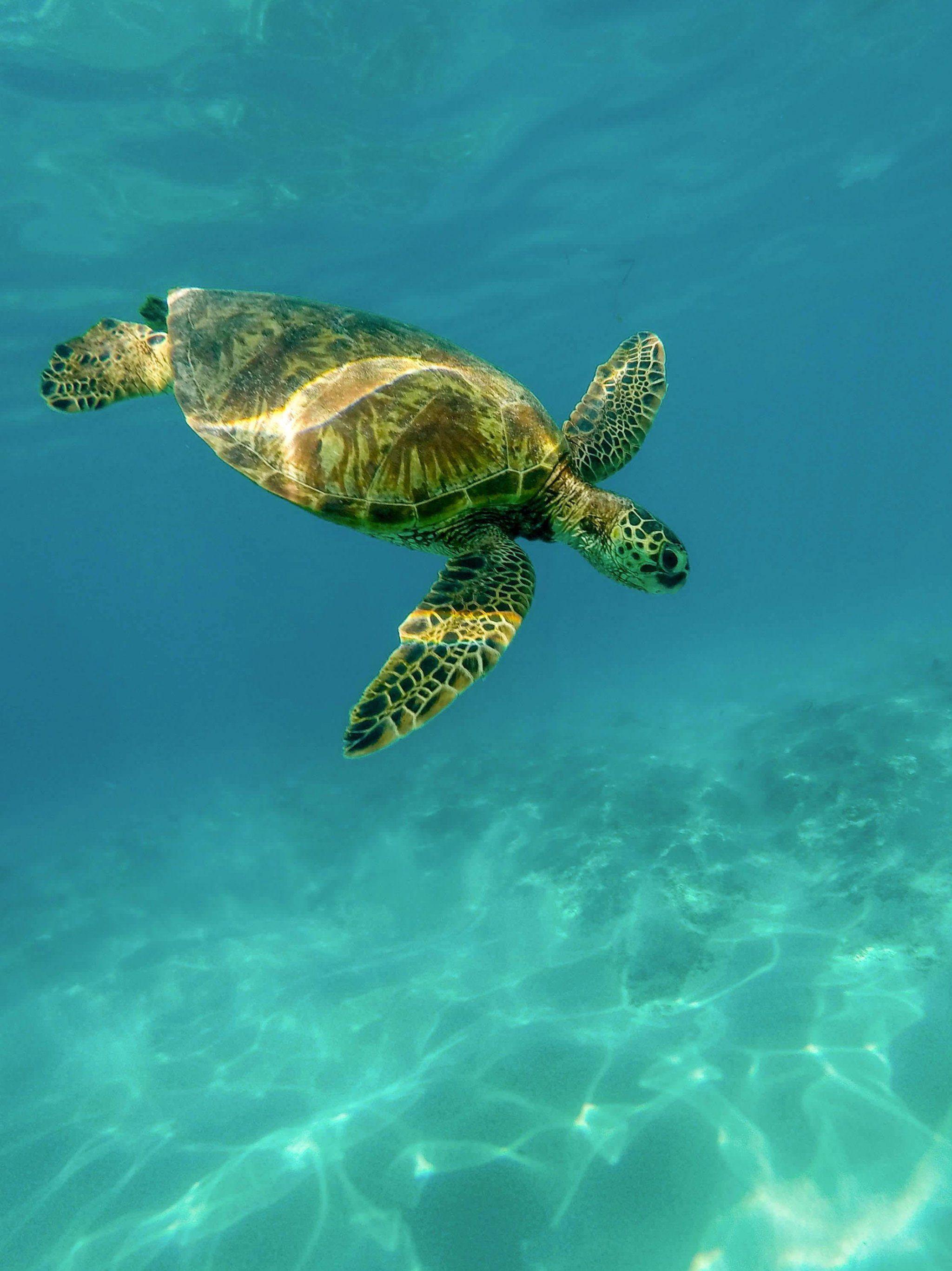 2048x2732 Turtle Wallpaper, Android & Desktop Background