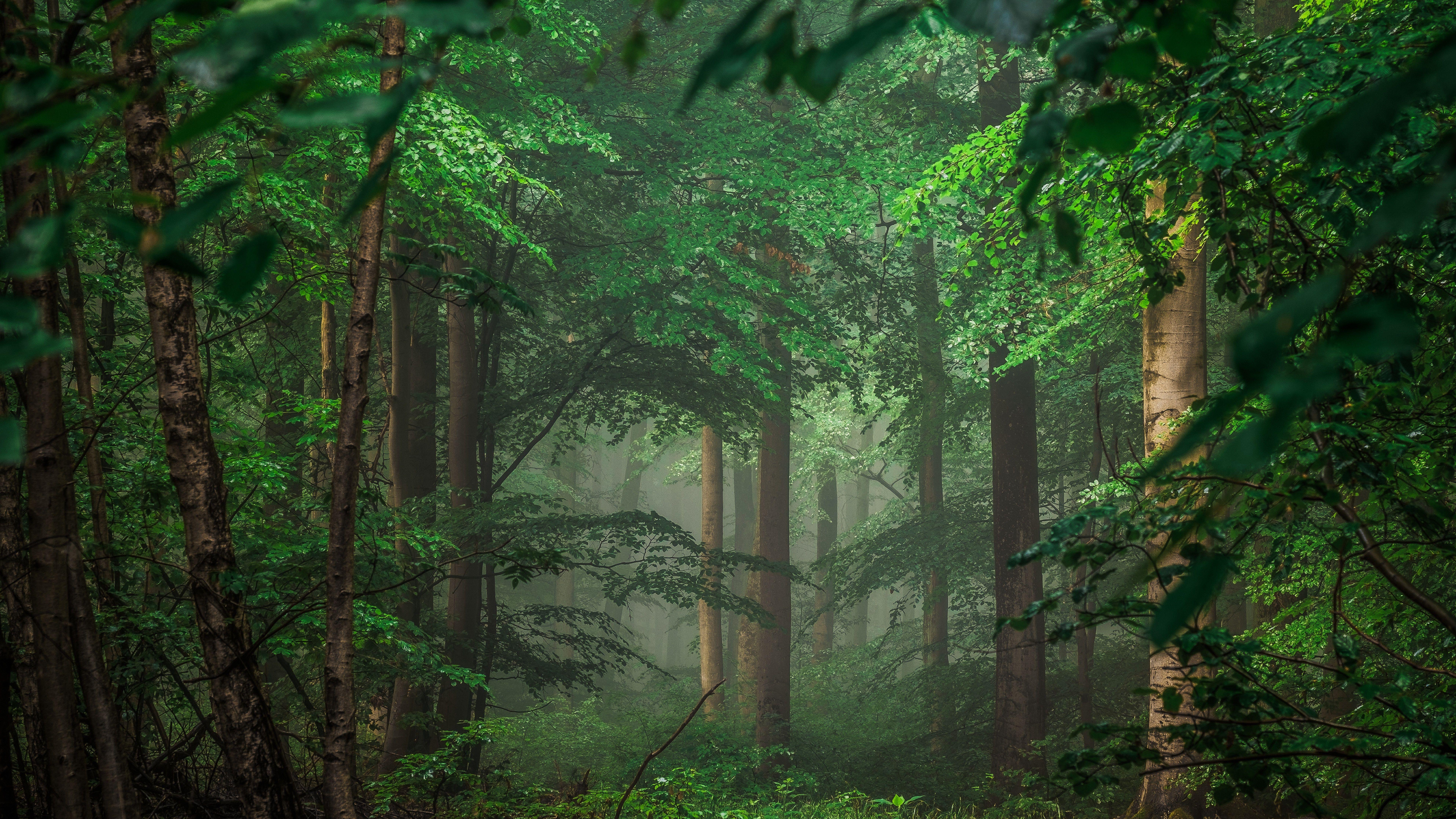 7680x4320 Green Forest 8K Hình nền nhiếp ảnh rừng cây xanh hình nền