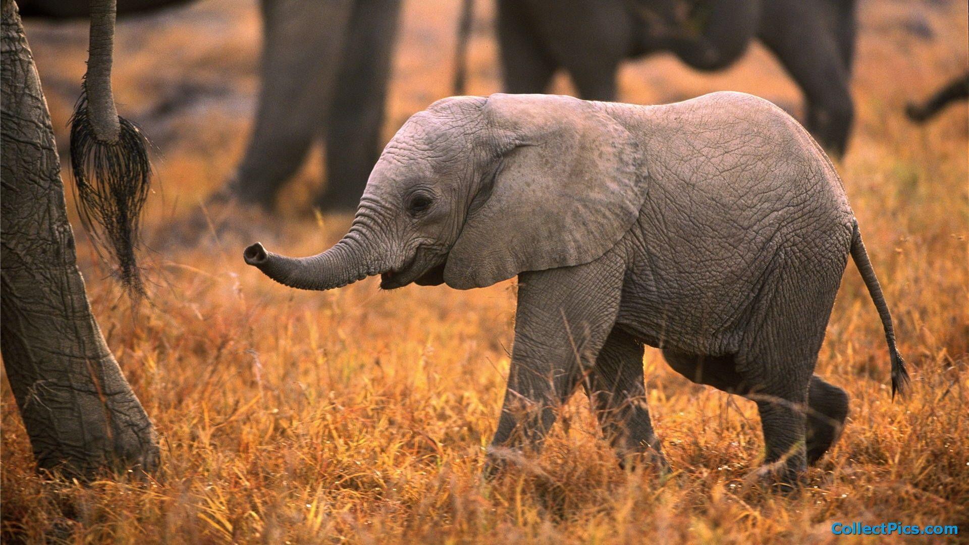 Baby Elephant HD Wallpapers Top Free Baby Elephant HD Backgrounds
