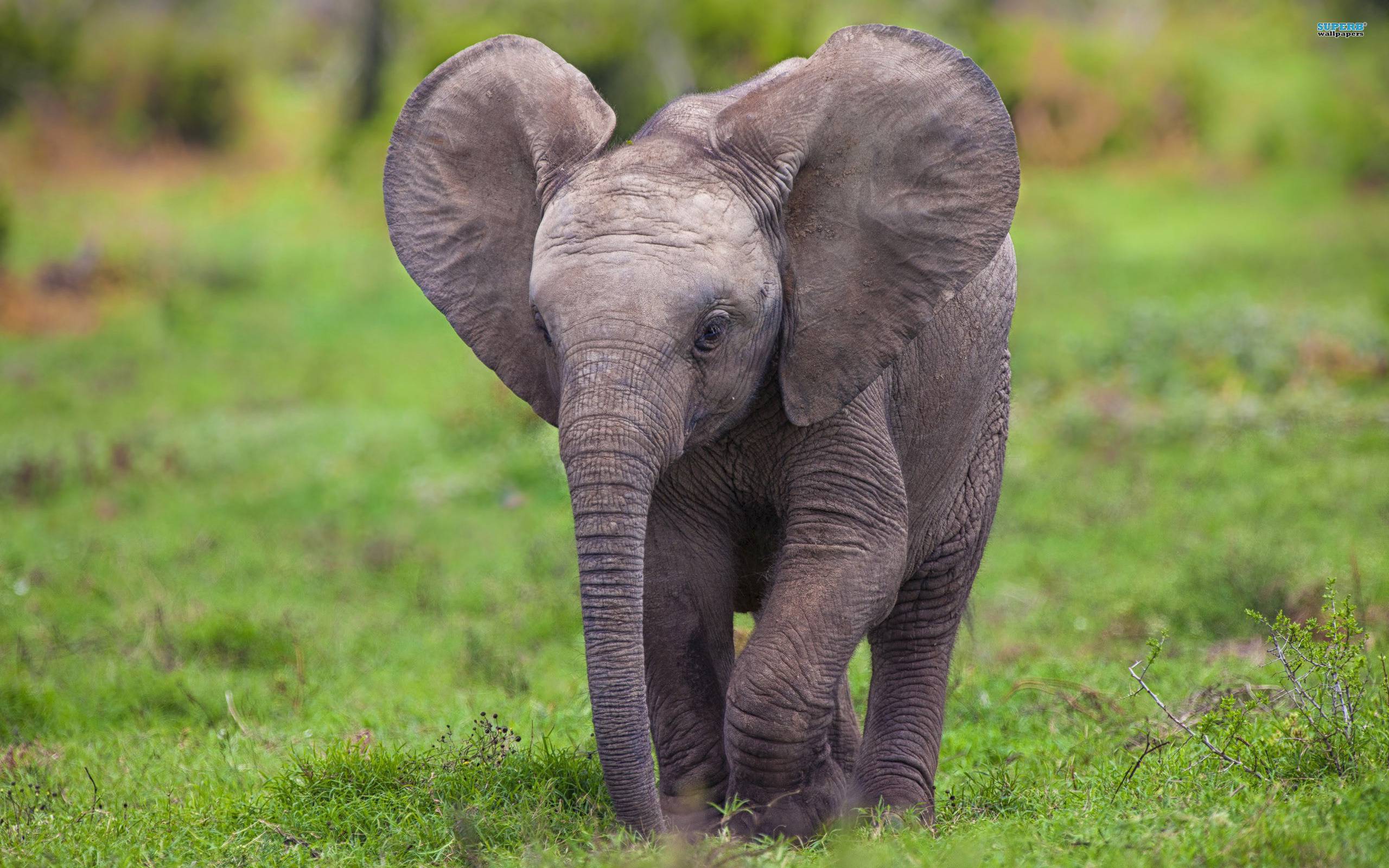 Baby Elephant Wallpapers Top Free Baby Elephant Backgrounds Wallpaperaccess