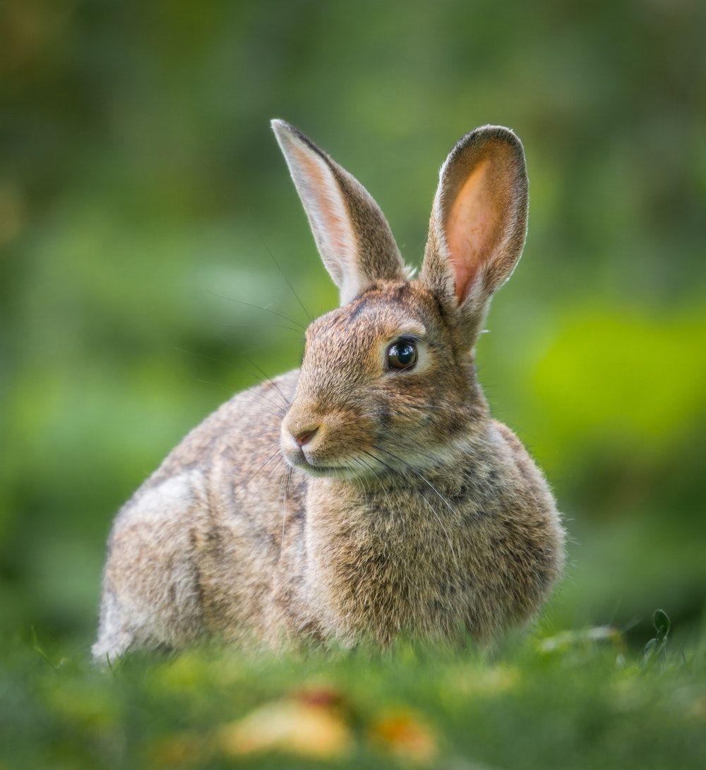Cute Rabbit Wallpapers Top Free Cute Rabbit Backgrounds WallpaperAccess