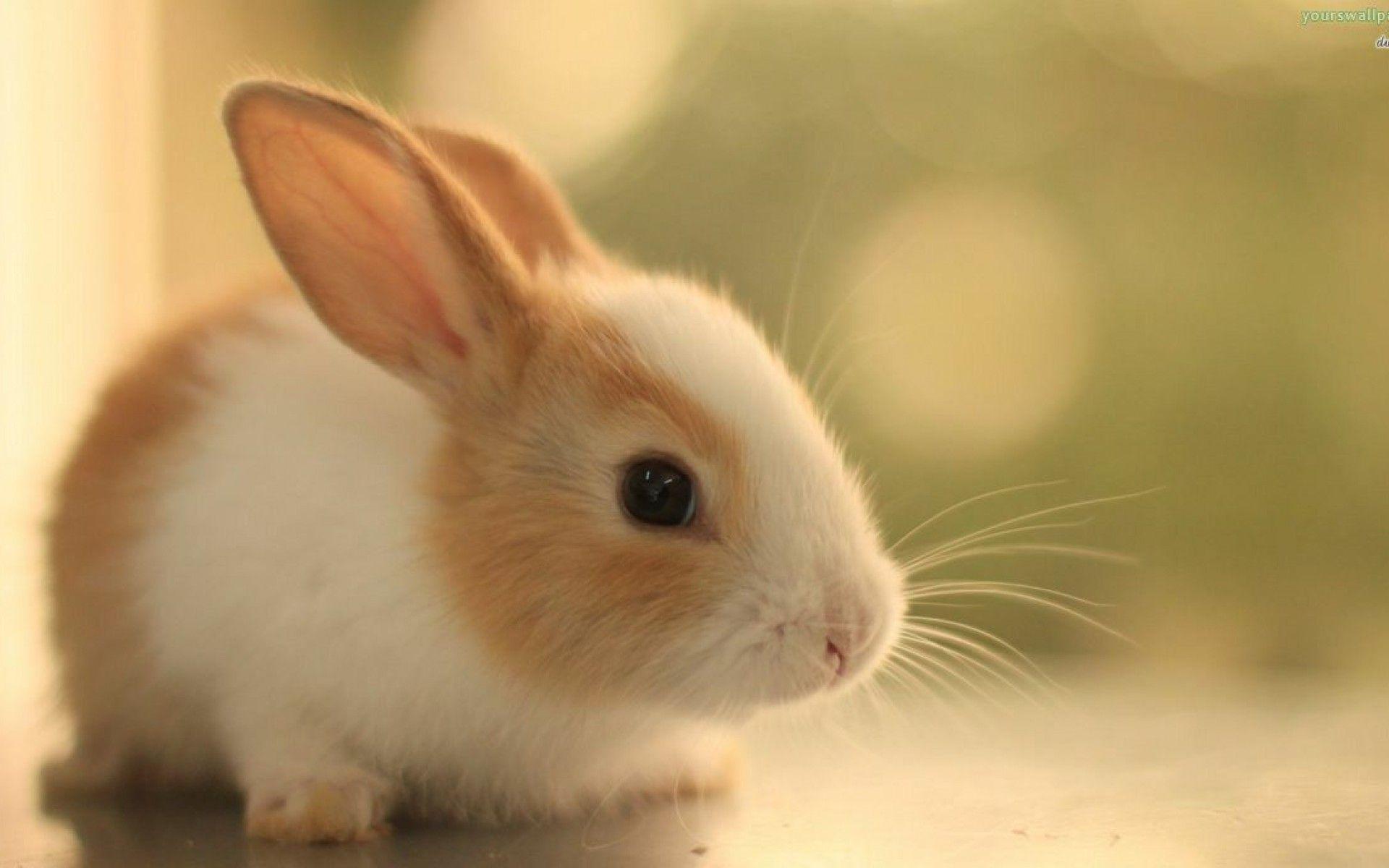 1920x1200 Baby Rabbit Wallpaper
