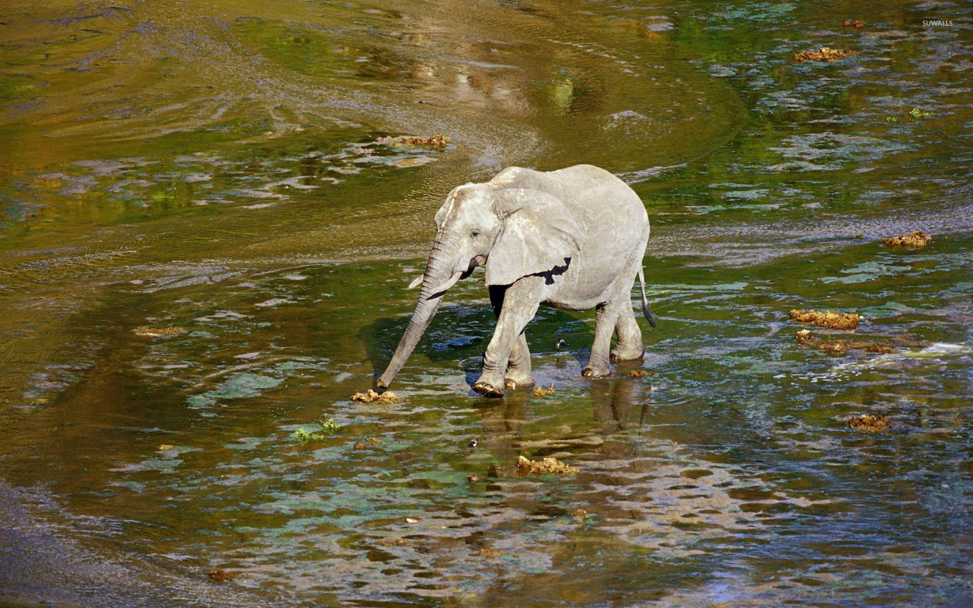 1920x1200 Baby elephant wallpaper wallpaper