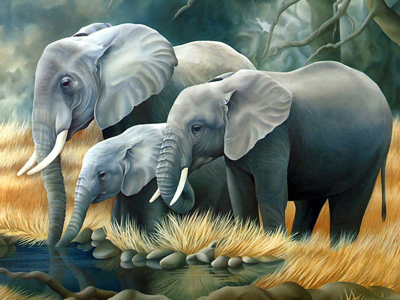Baby Elephant Wallpapers Top Free Baby Elephant Backgrounds Wallpaperaccess
