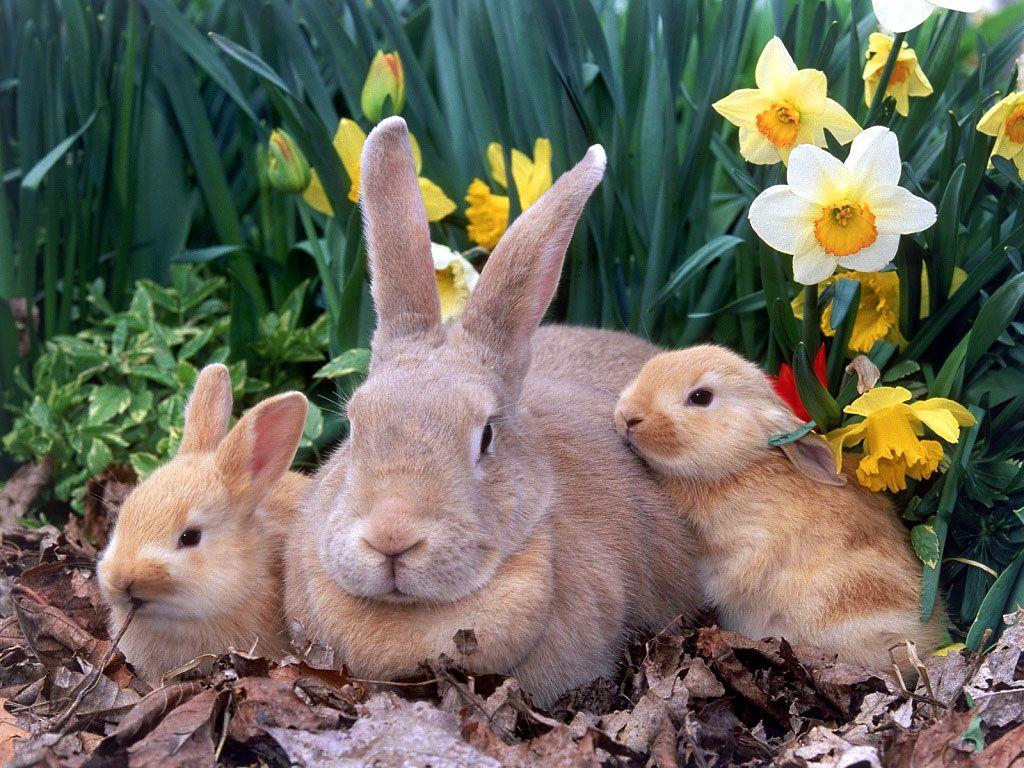 1024x768 Easter Wallpaper with Cute Animals