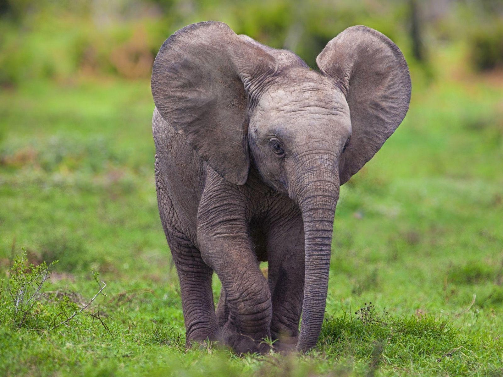 1600x1200 Baby Elephant Wallpaper