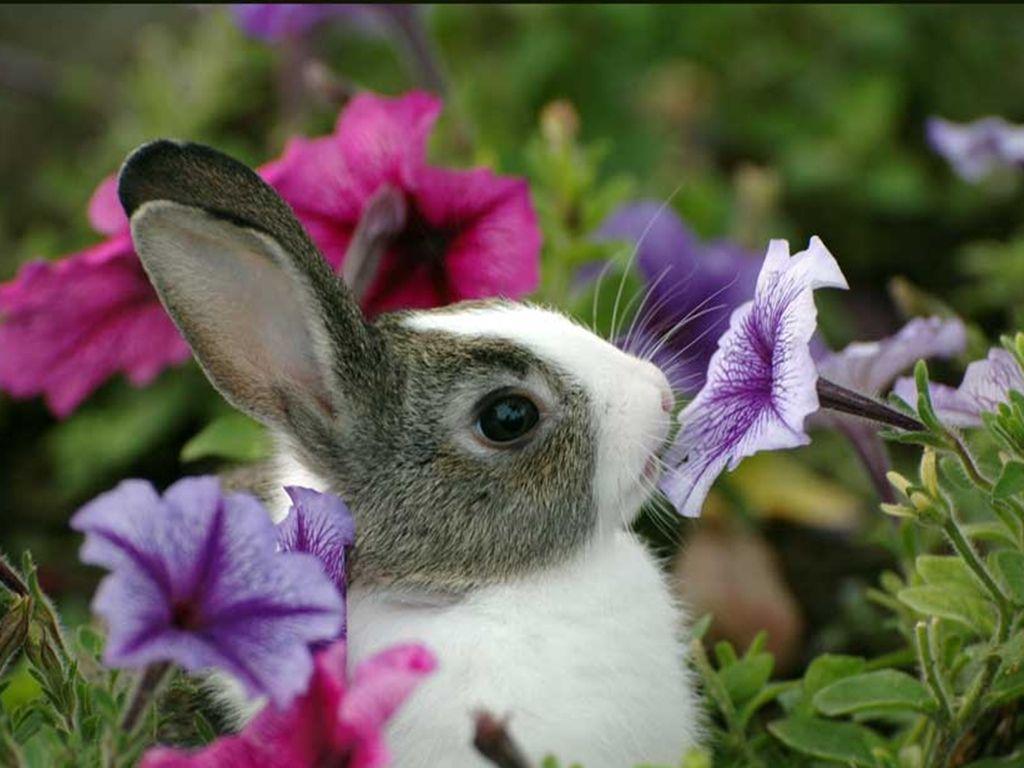1024x768 Baby Bunnies Wallpaper