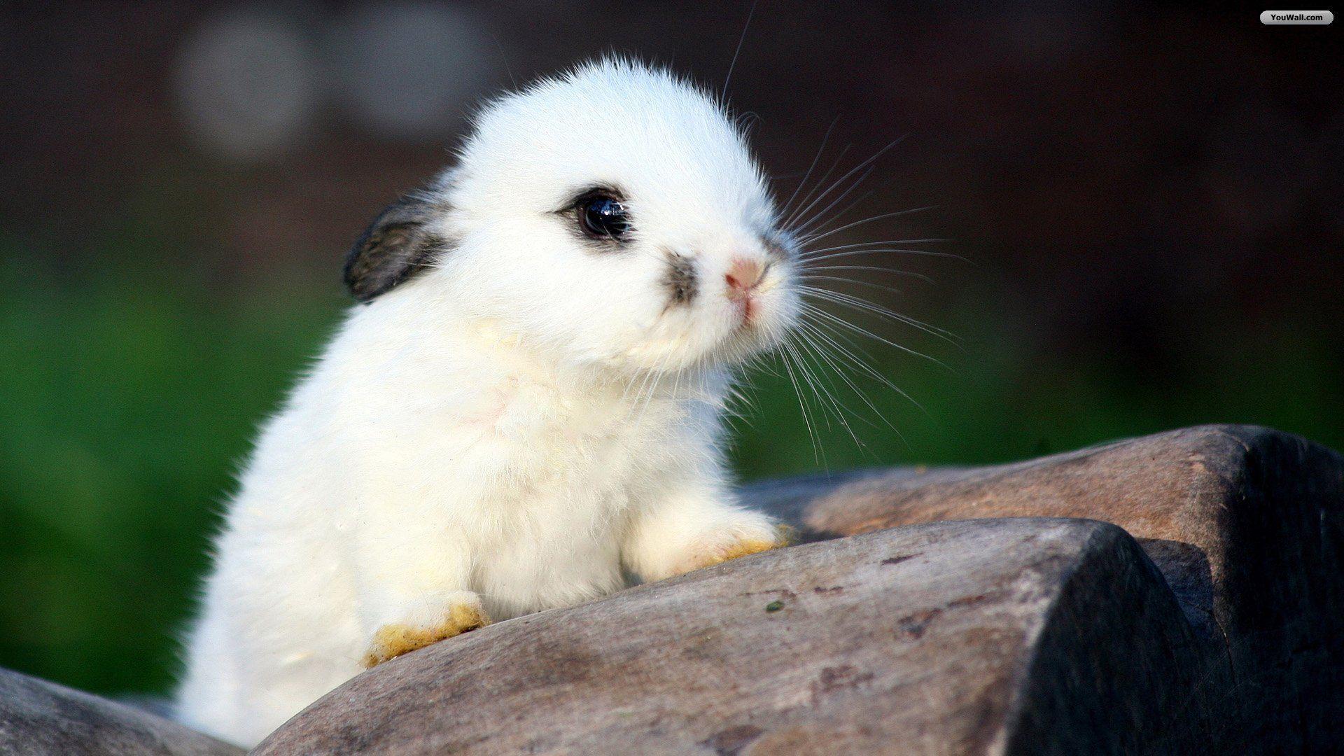 1920x1080 Easter Animal Wallpaper