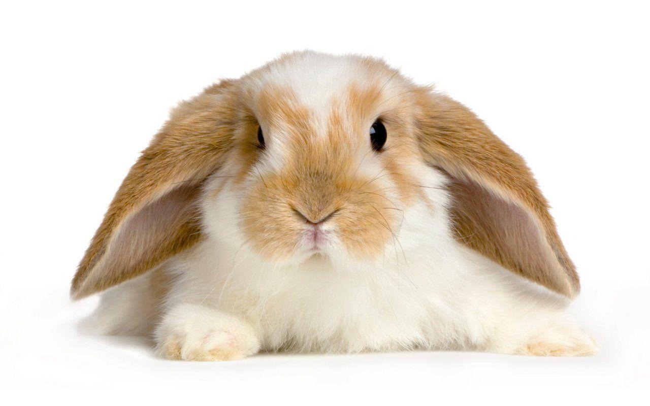 1280x800 Cute Baby Bunnies Wallpaper HD Desk HD Wallpaper