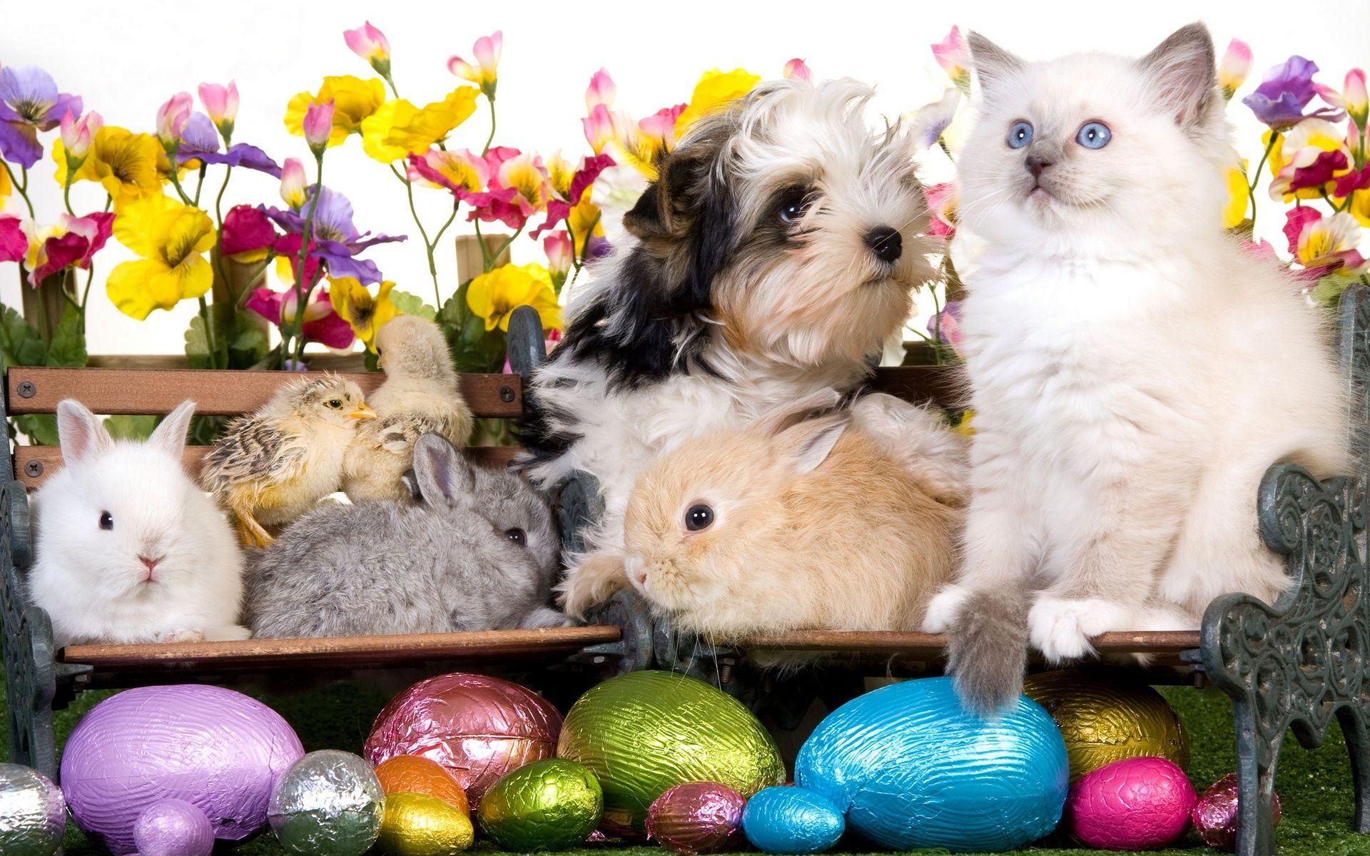 1920x1200 Easter Cat Wallpaper