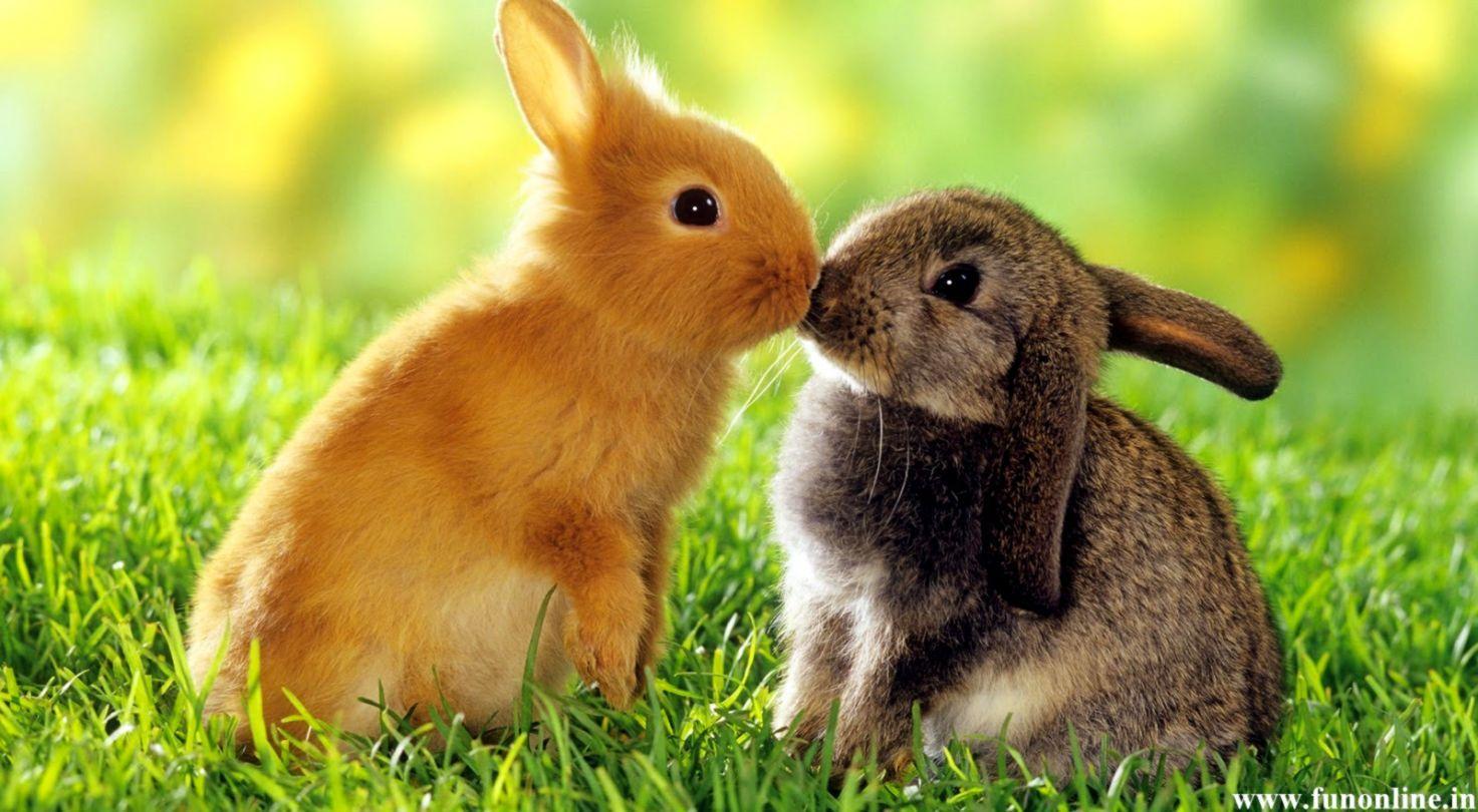 1472x810 Baby Bunnies Wallpaper
