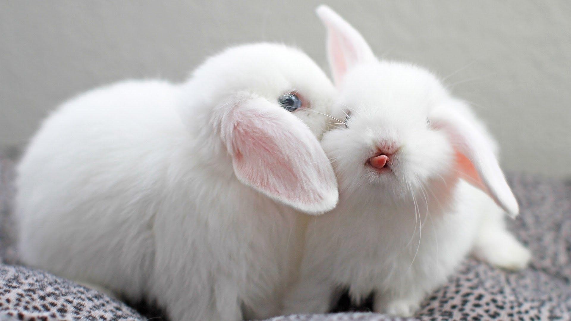 1920x1080 Baby Bunny Wallpaper