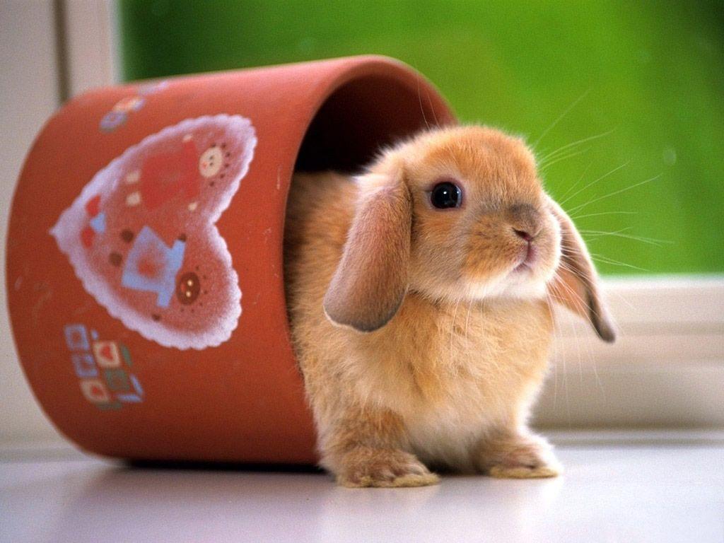 1024x768 Cute Bunny Wallpaper