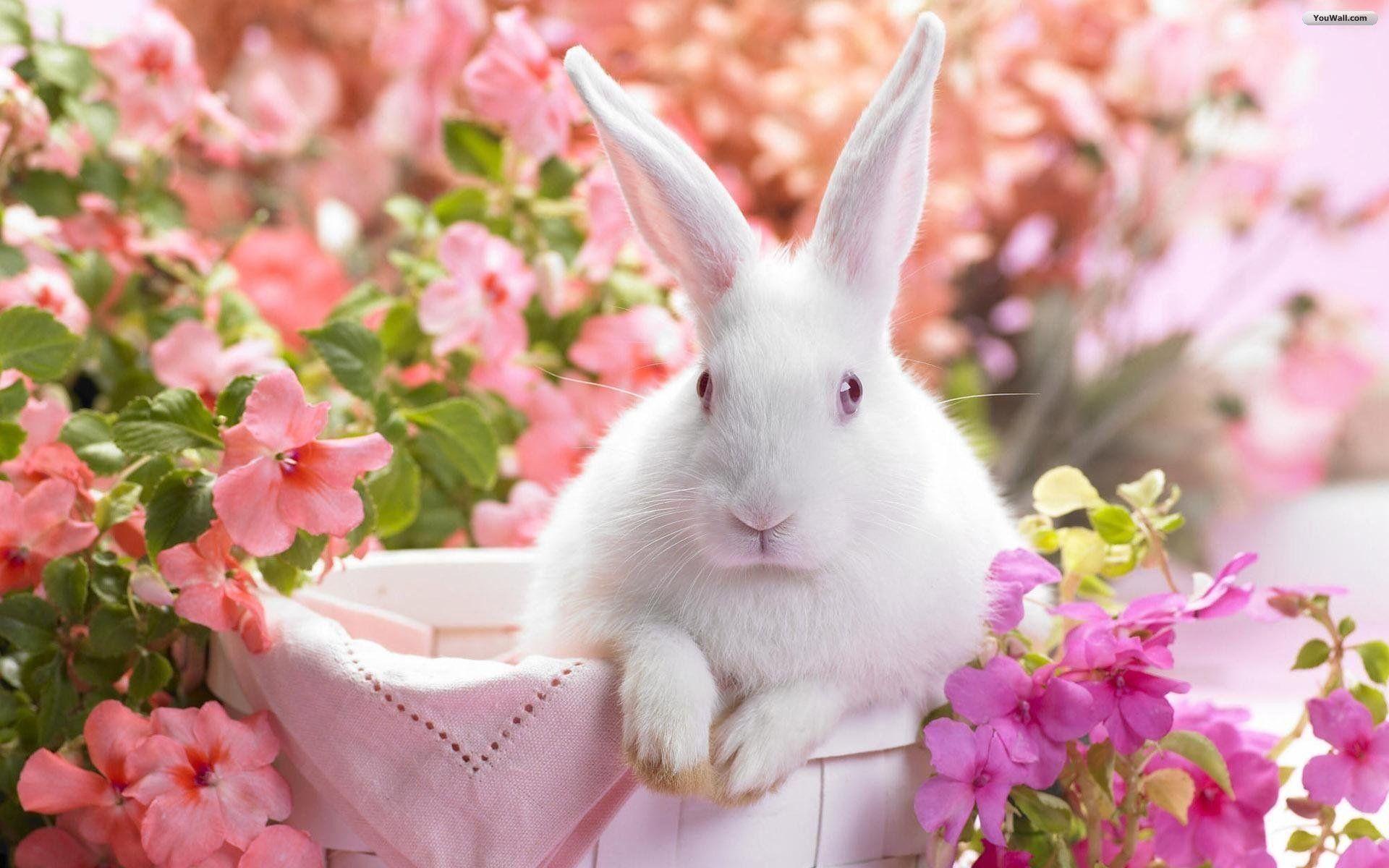 1920x1200 Baby Bunny Wallpaper