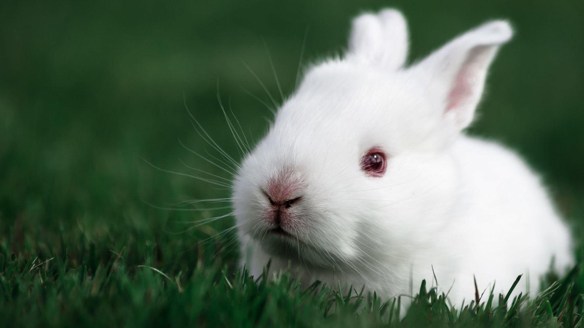 1920x1080 Baby Bunny Wallpaper