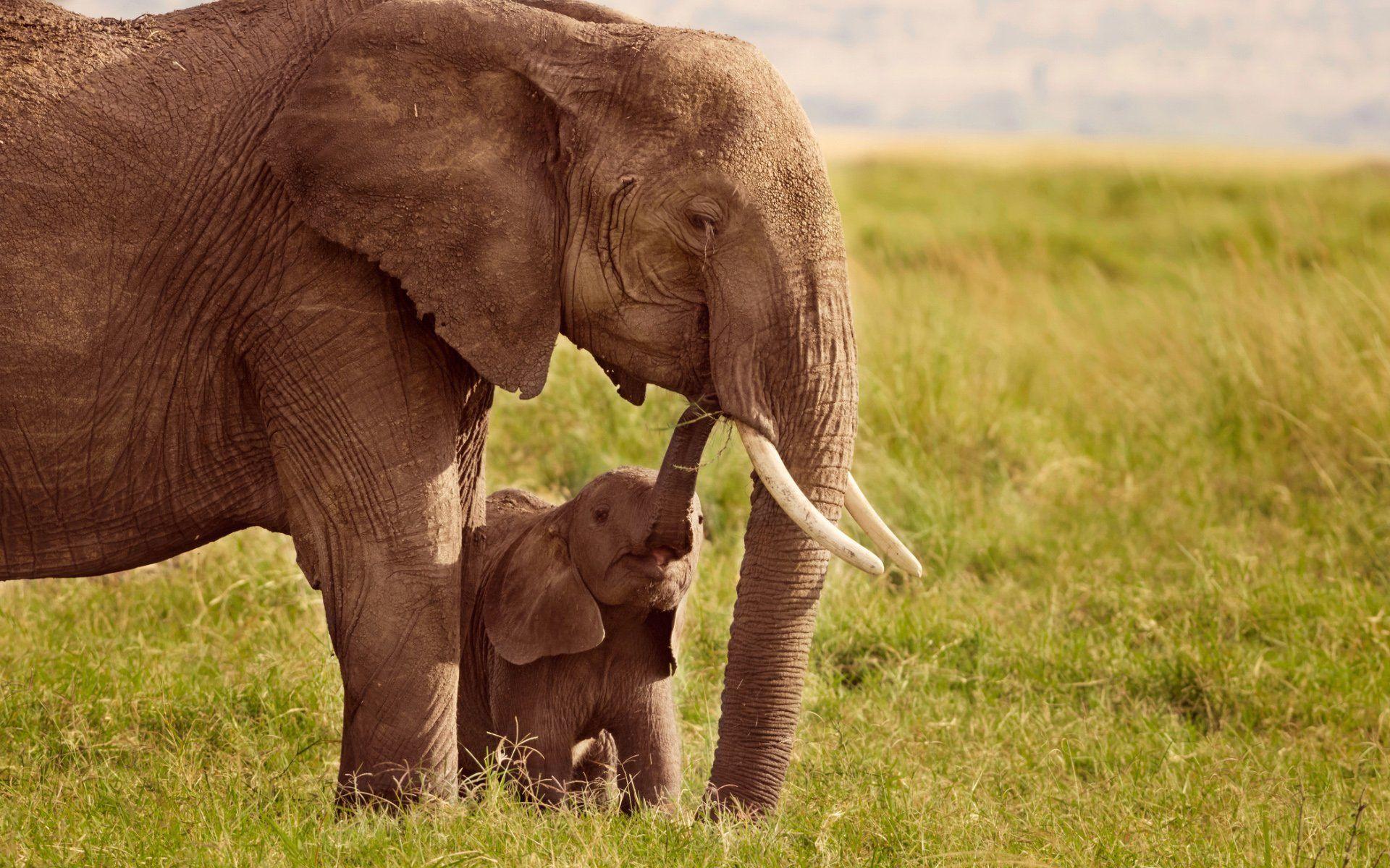 1920x1200 Mother and Baby Animal Photography Wallpaper